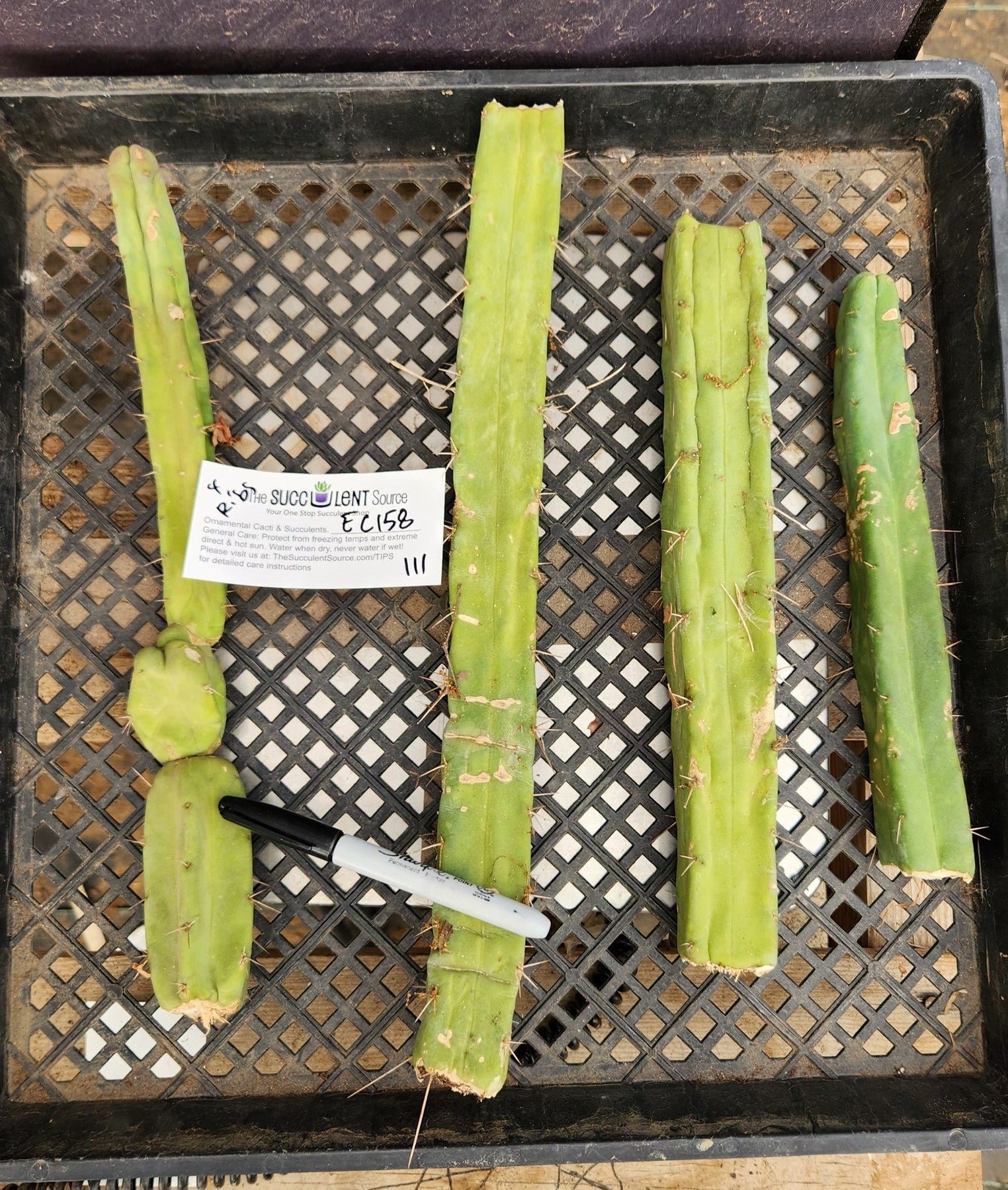 #EC158 EXACT Trichocereus Bridgesii "Jiimz" 4 Rib TLC Cactus Cutting Lot-Cactus - Large - Exact-The Succulent Source