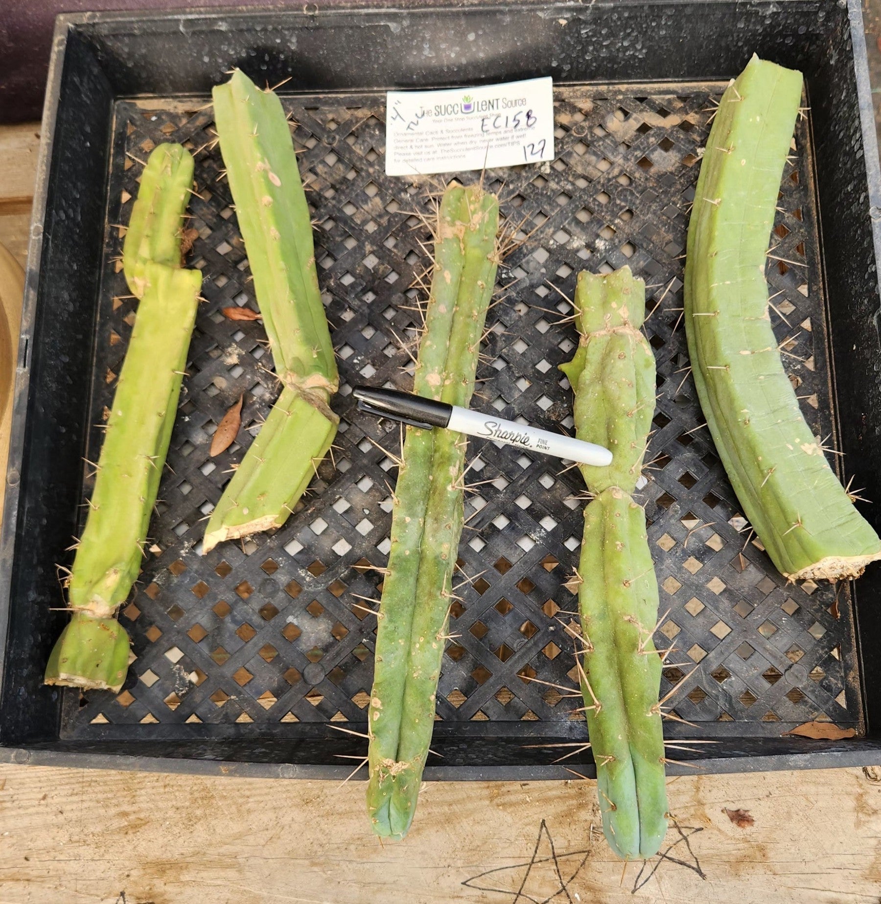 #EC158 EXACT Trichocereus Bridgesii "Jiimz" 4 Rib TLC Cactus Cutting Lot-Cactus - Large - Exact-The Succulent Source