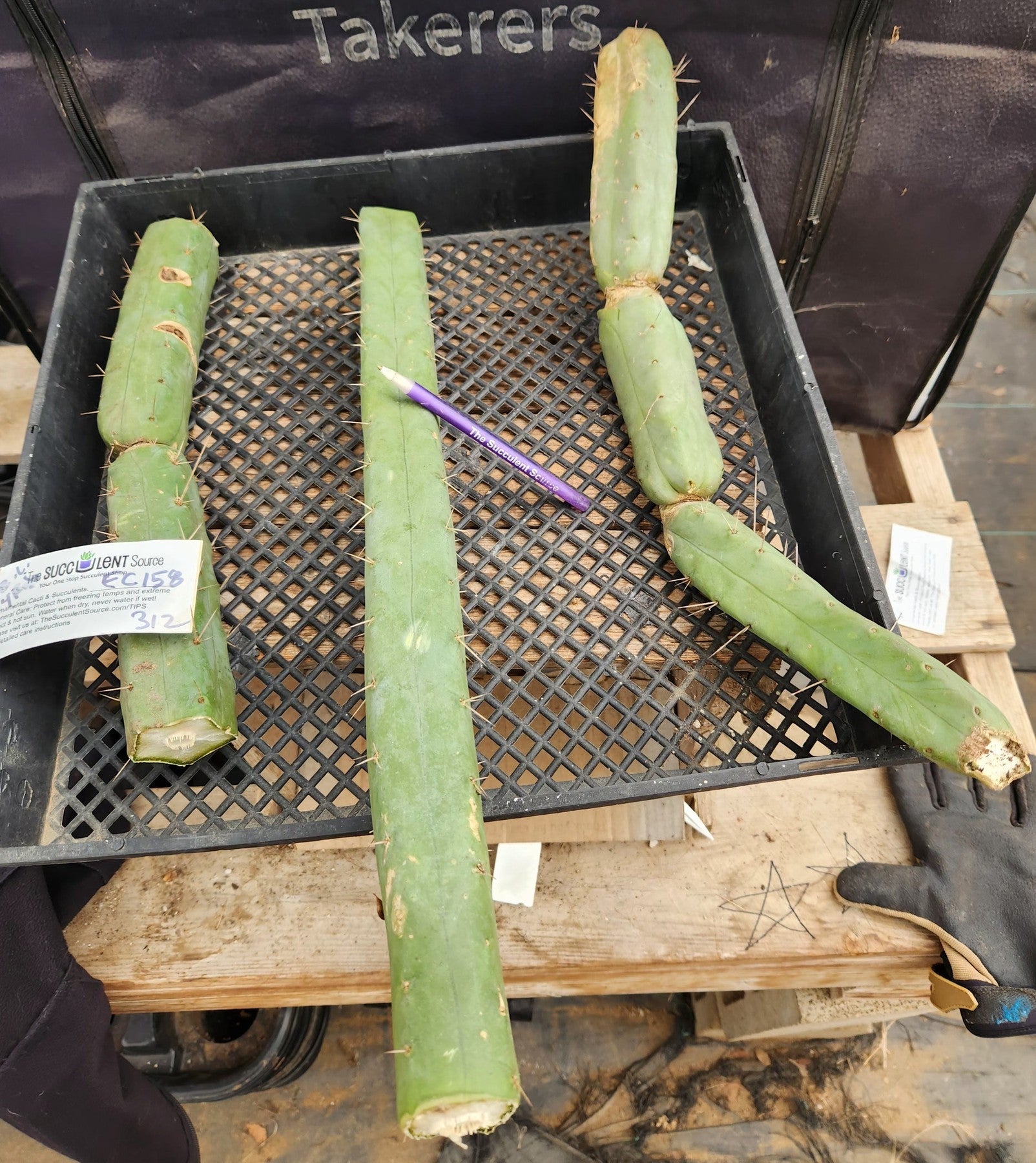 #EC158 EXACT Trichocereus Bridgesii "Jiimz" 4 Rib TLC Cactus Cutting Lot-Cactus - Large - Exact-The Succulent Source