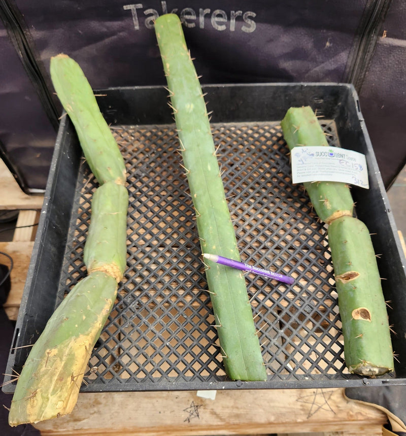 #EC158 EXACT Trichocereus Bridgesii "Jiimz" 4 Rib TLC Cactus Cutting Lot