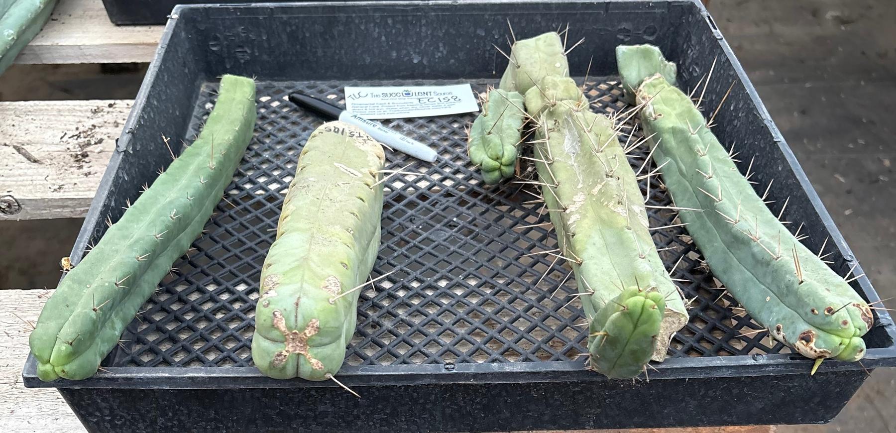 #EC158 EXACT Trichocereus Bridgesii "Jiimz" 4 Rib TLC Cactus Cutting Lot-Cactus - Large - Exact-The Succulent Source