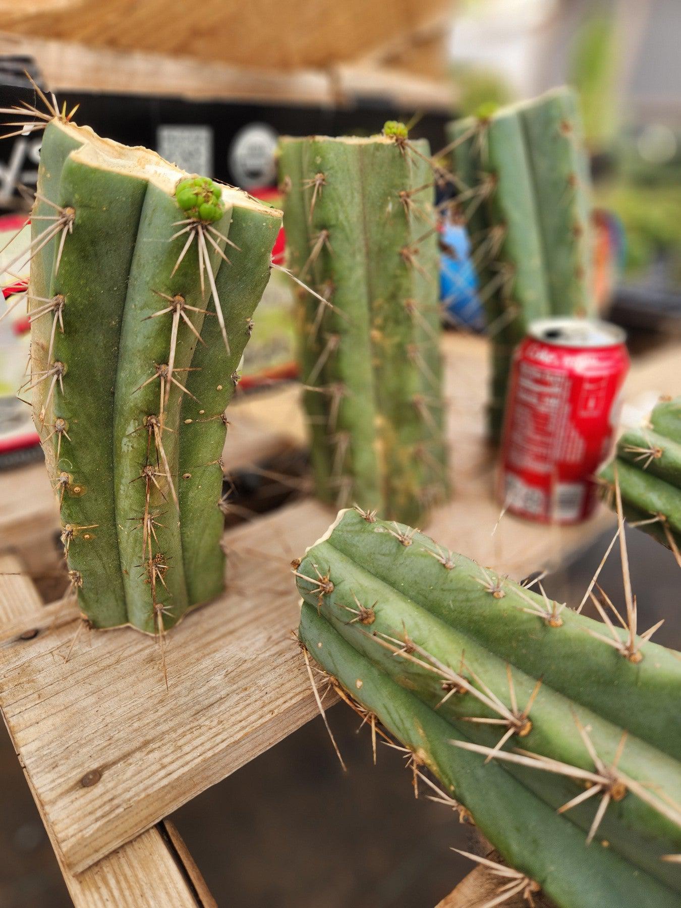 #EC159 EXACT Trichocereus Bridgesoid SunSpine Mid Cutts-Cactus - Large - Exact-The Succulent Source