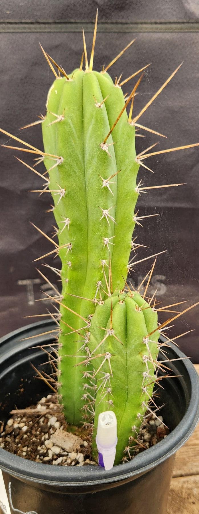 #EC16 EXACT Trichocereus Hybrid Bridgesii Lee X Pachanoi TPM Cactus 11,6"