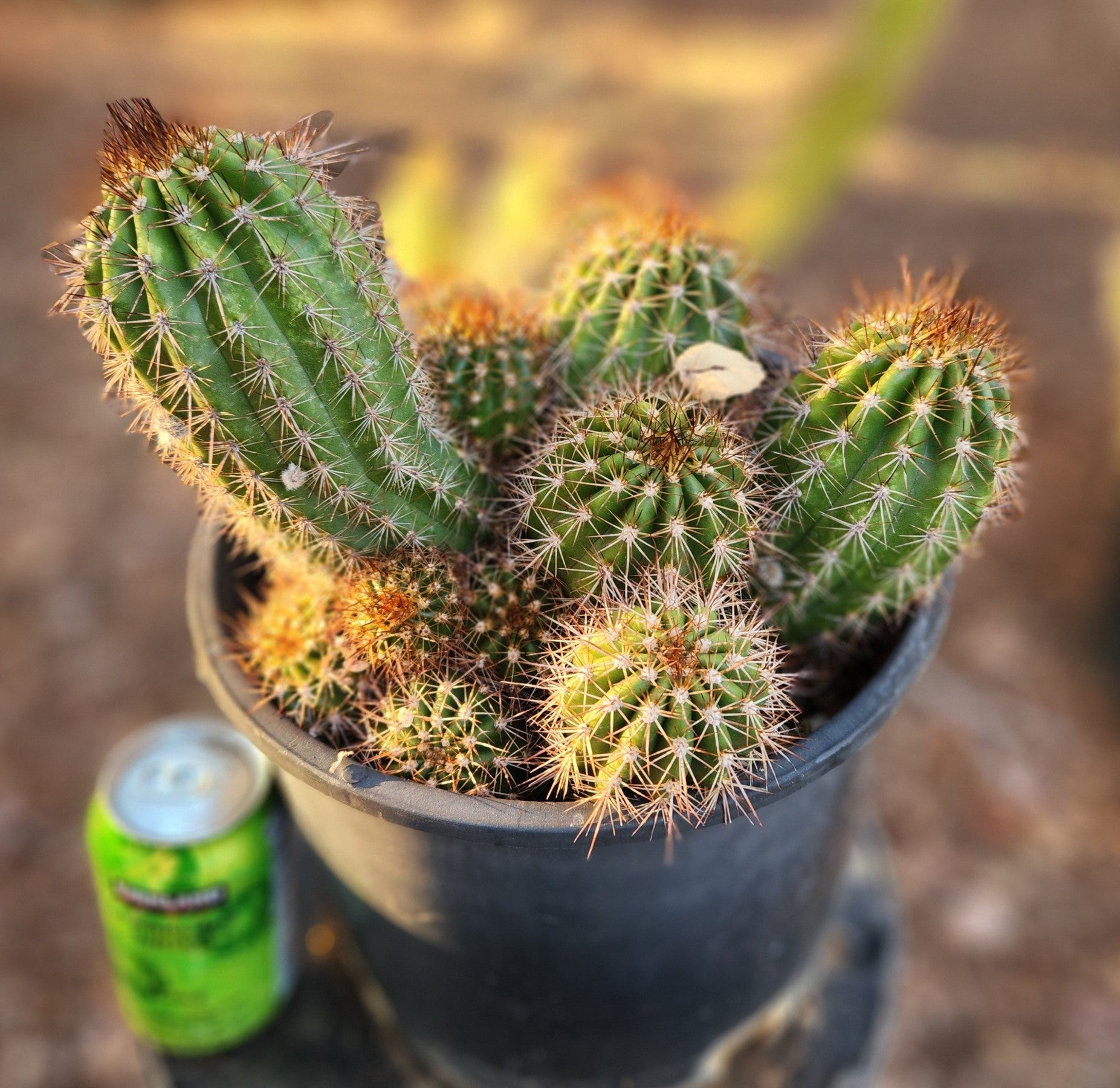 EC16 EXACT Trichocereus Hybrid Grandiflorus Cactus - Wedding