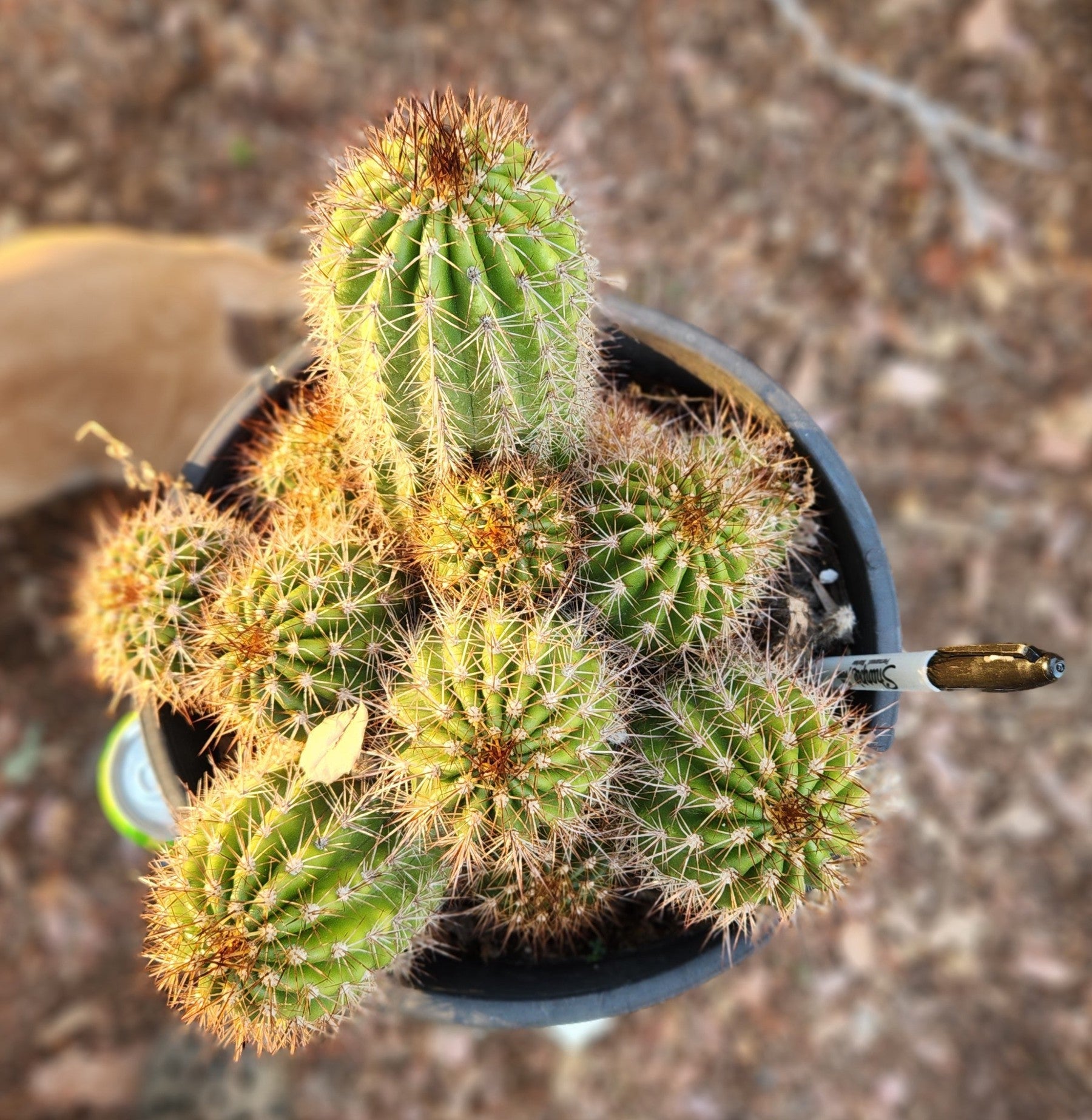 #EC16 EXACT Trichocereus Hybrid Grandiflorus Cactus-Cactus - Large - Exact-The Succulent Source