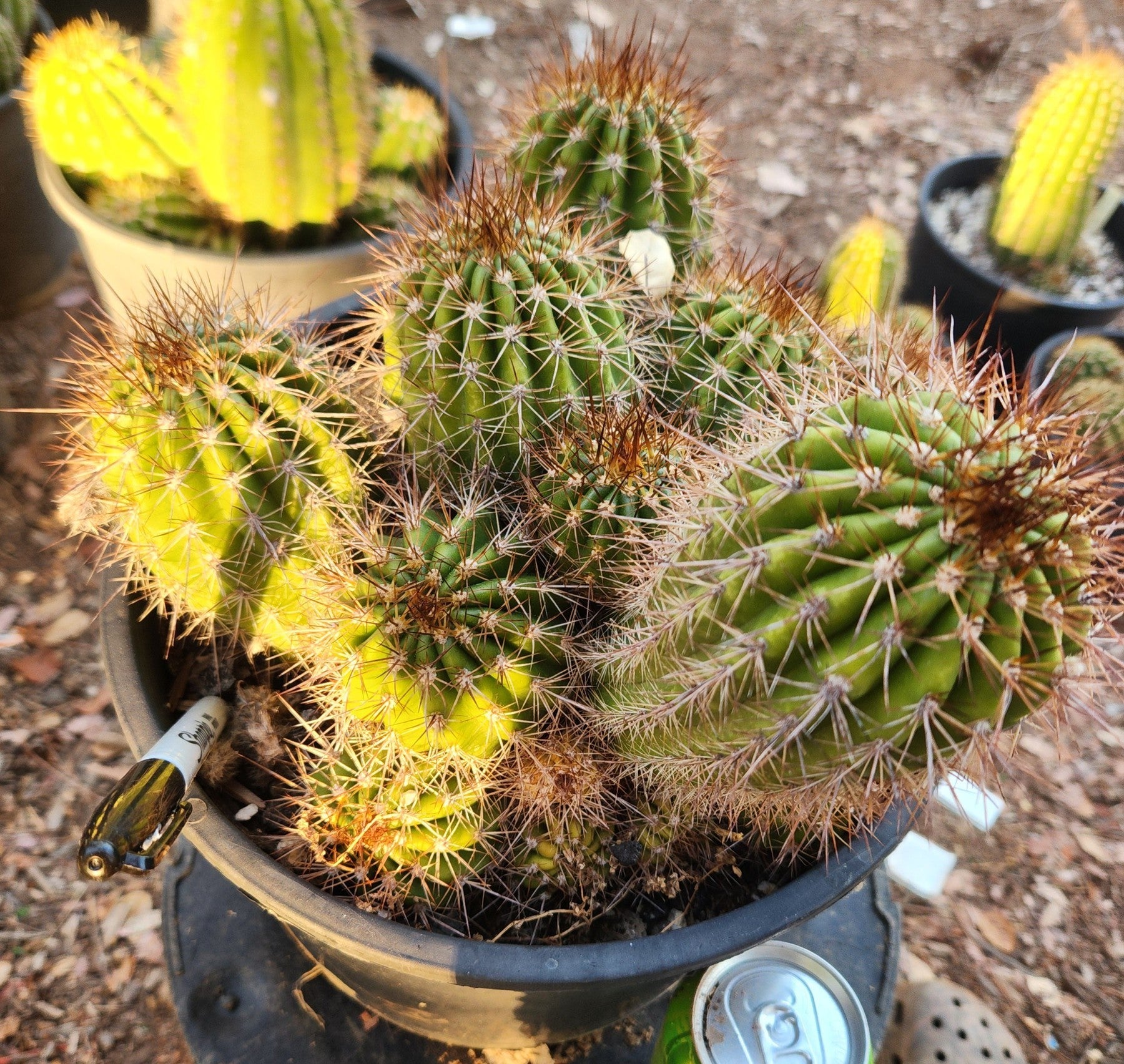 #EC16 EXACT Trichocereus Hybrid Grandiflorus Cactus-Cactus - Large - Exact-The Succulent Source