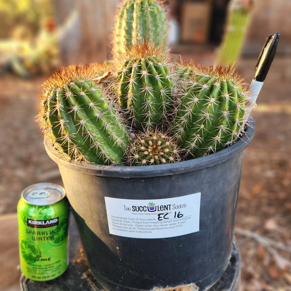 EC16-EXACT-Trichocereus-Hybrid