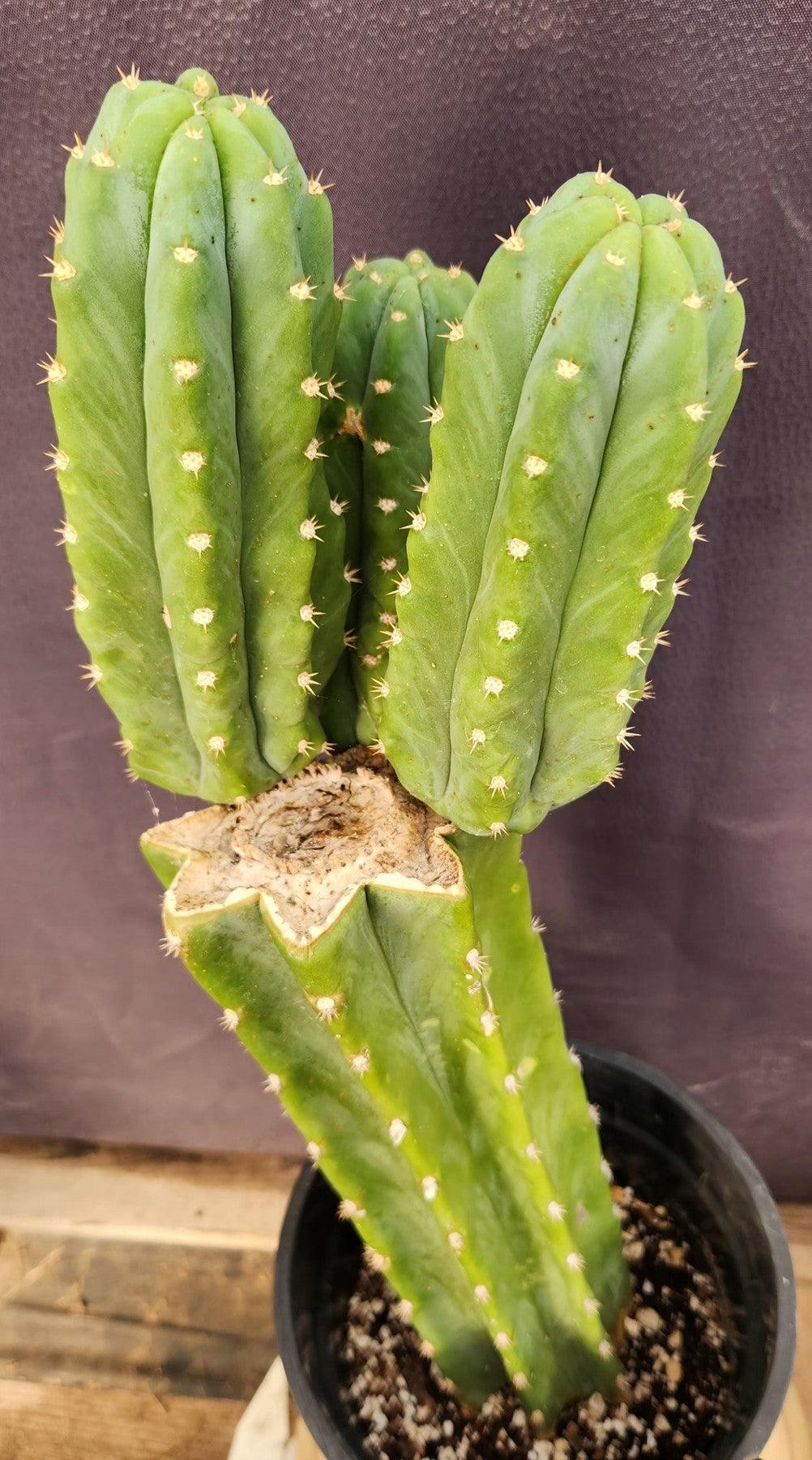 #EC160 EXACT Trichocereus Pachanoi "PC" Cactus 19"-Cactus - Large - Exact-The Succulent Source