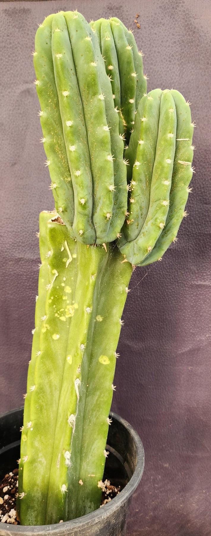 #EC160 EXACT Trichocereus Pachanoi "PC" Cactus 19"-Cactus - Large - Exact-The Succulent Source