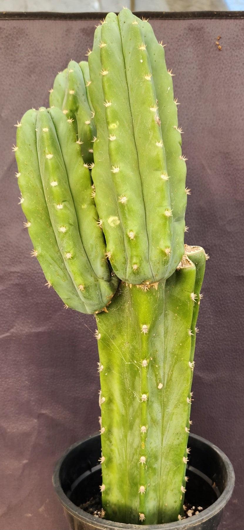 #EC160 EXACT Trichocereus Pachanoi "PC" Cactus 19"-Cactus - Large - Exact-The Succulent Source