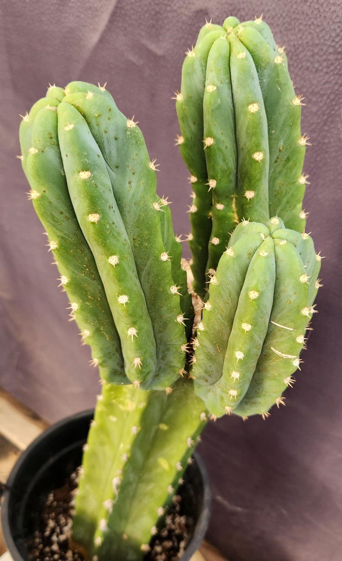 #EC160 EXACT Trichocereus Pachanoi "PC" Cactus 19"-Cactus - Large - Exact-The Succulent Source