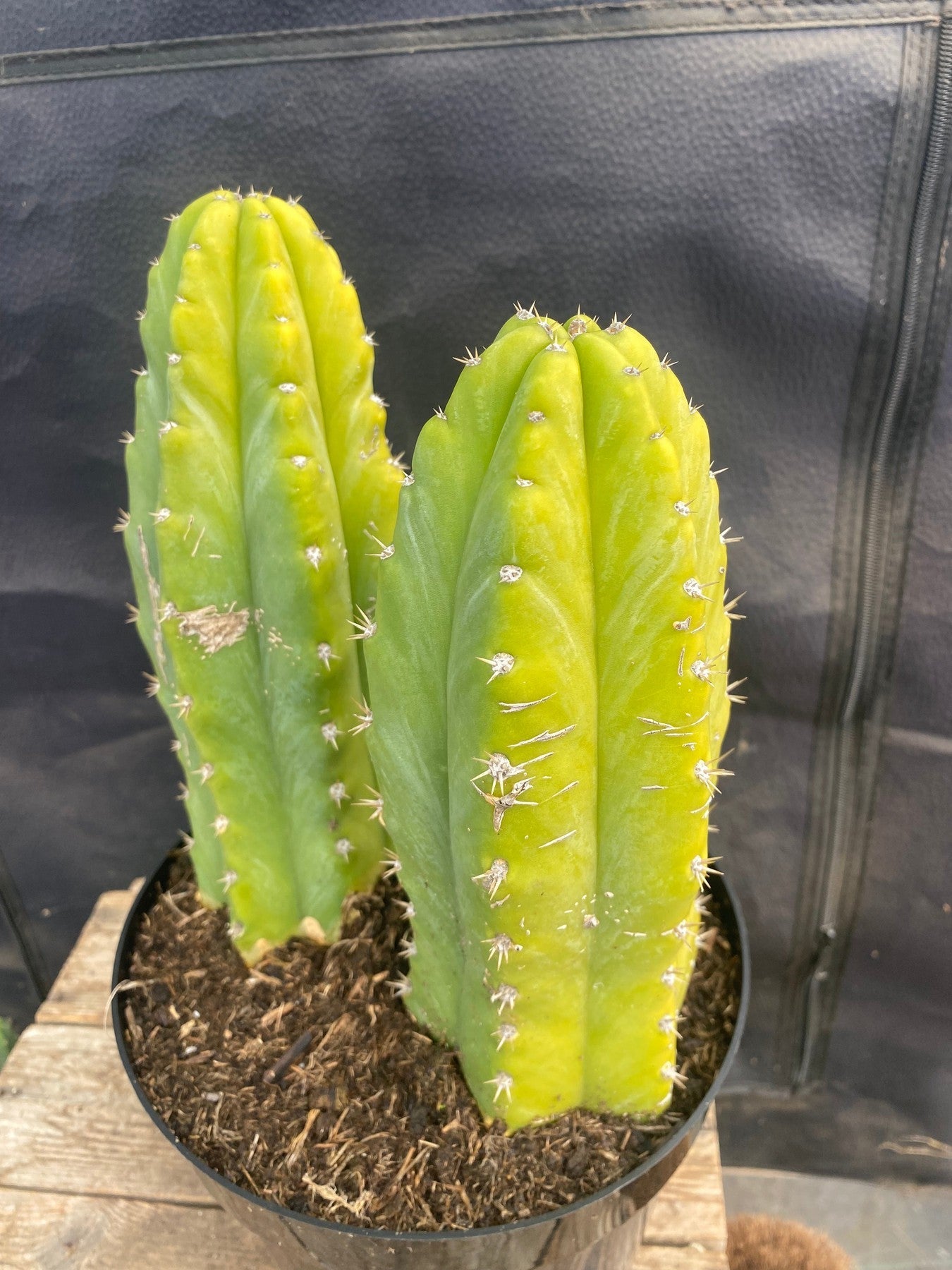#EC160 EXACT Trichocereus Pachanoi "PC" Cactus-Cactus - Large - Exact-The Succulent Source
