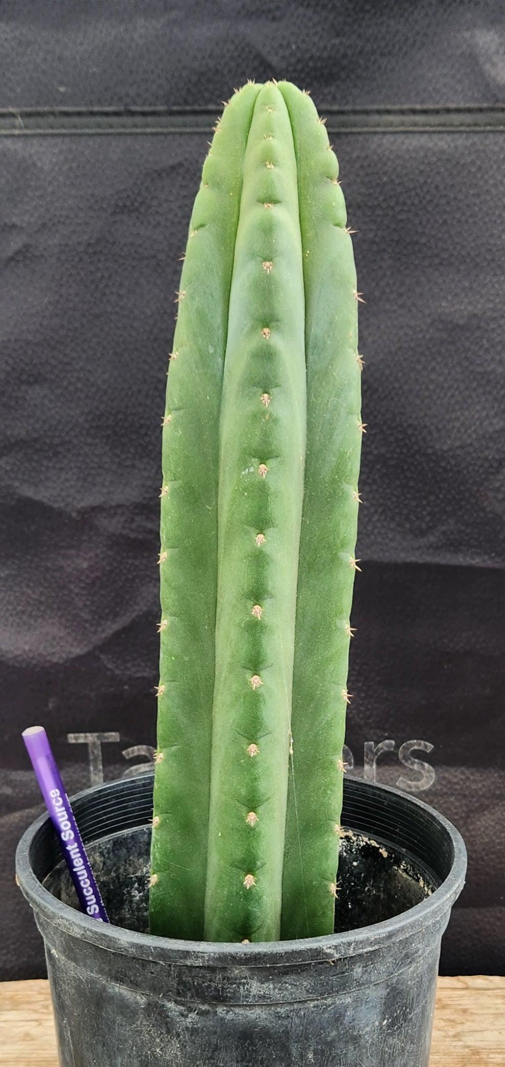 #EC161 EXACT Trichocereus Pachanoi "Awful" Cactus 16”-Cactus - Large - Exact-The Succulent Source