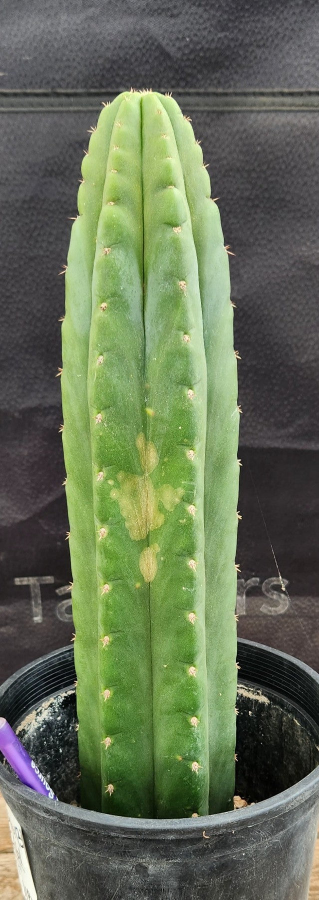 #EC161 EXACT Trichocereus Pachanoi "Awful" Cactus 16”-Cactus - Large - Exact-The Succulent Source