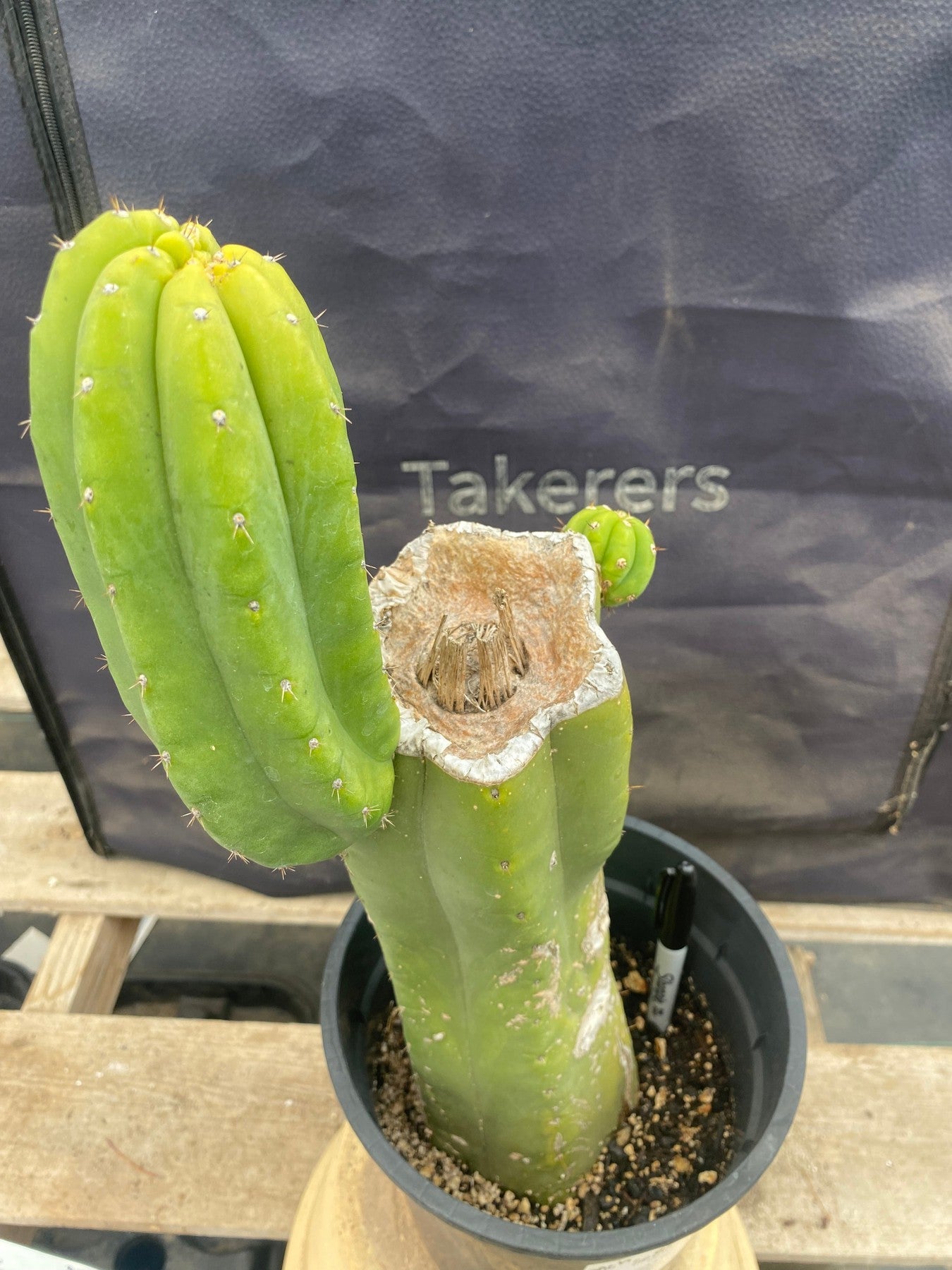 #EC161 EXACT Trichocereus Pachanoi Cactus 15.5”-Cactus - Large - Exact-The Succulent Source