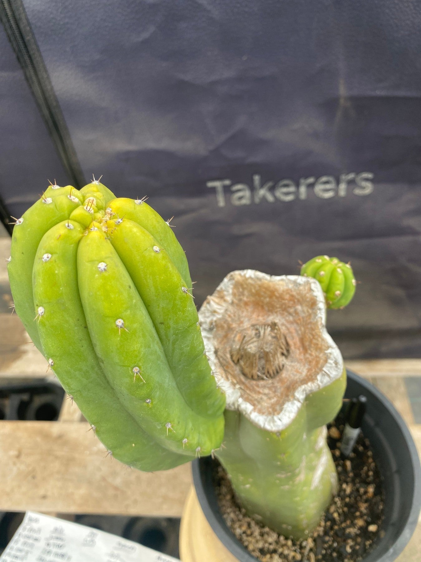 #EC161 EXACT Trichocereus Pachanoi Cactus 15.5”-Cactus - Large - Exact-The Succulent Source