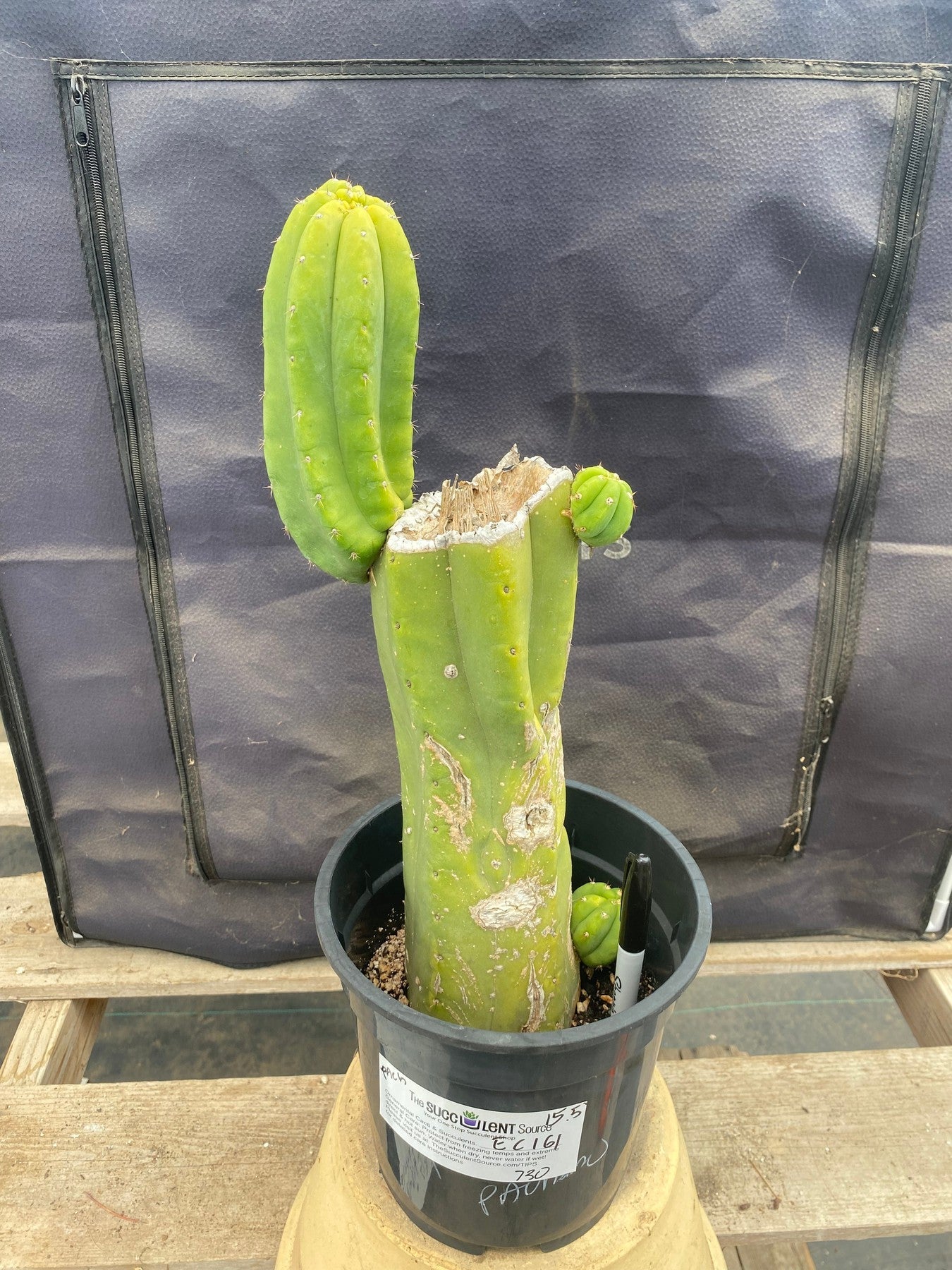 #EC161 EXACT Trichocereus Pachanoi Cactus 15.5”-Cactus - Large - Exact-The Succulent Source