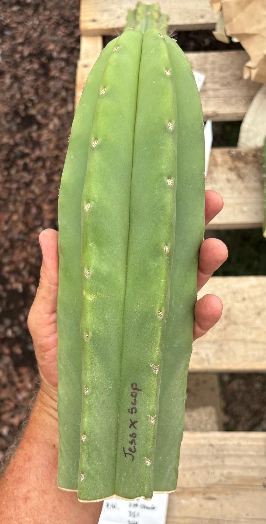 #EC161 EXACT Trichocereus Pachanoi Jessica X Scopulicola cutting 10-12”-Cactus - Large - Exact-The Succulent Source
