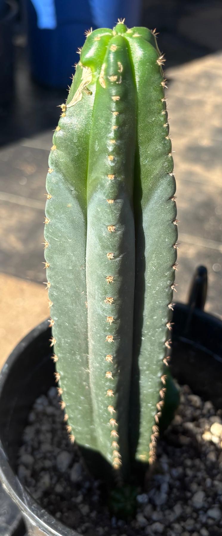 #EC161 EXACT Trichocereus Pachanoi Vilcabamba C X Pachanoi Crown Cactus 10.5”-Cactus - Large - Exact-The Succulent Source