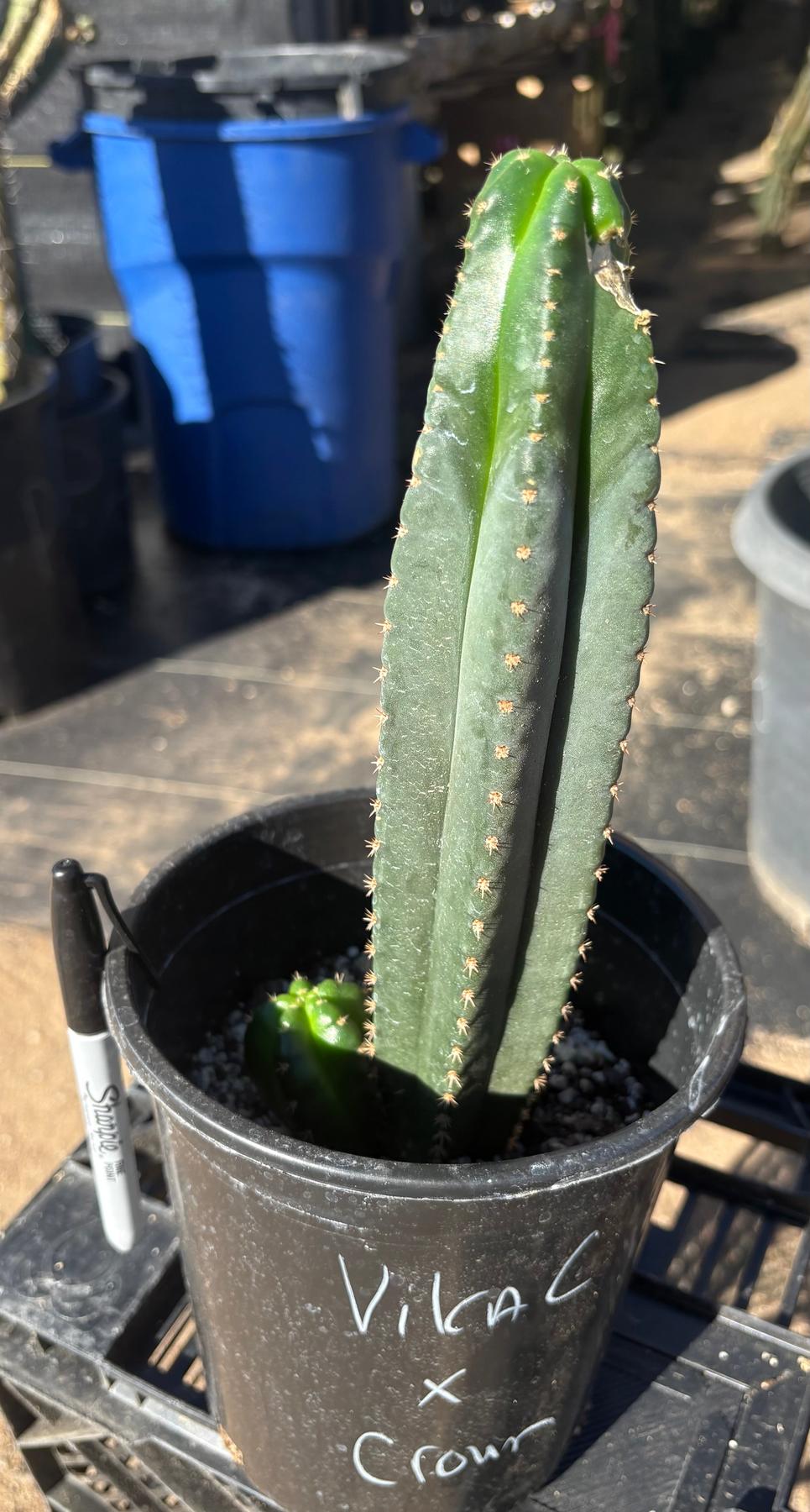 #EC161 EXACT Trichocereus Pachanoi Vilcabamba C X Pachanoi Crown Cactus 10.5”-Cactus - Large - Exact-The Succulent Source