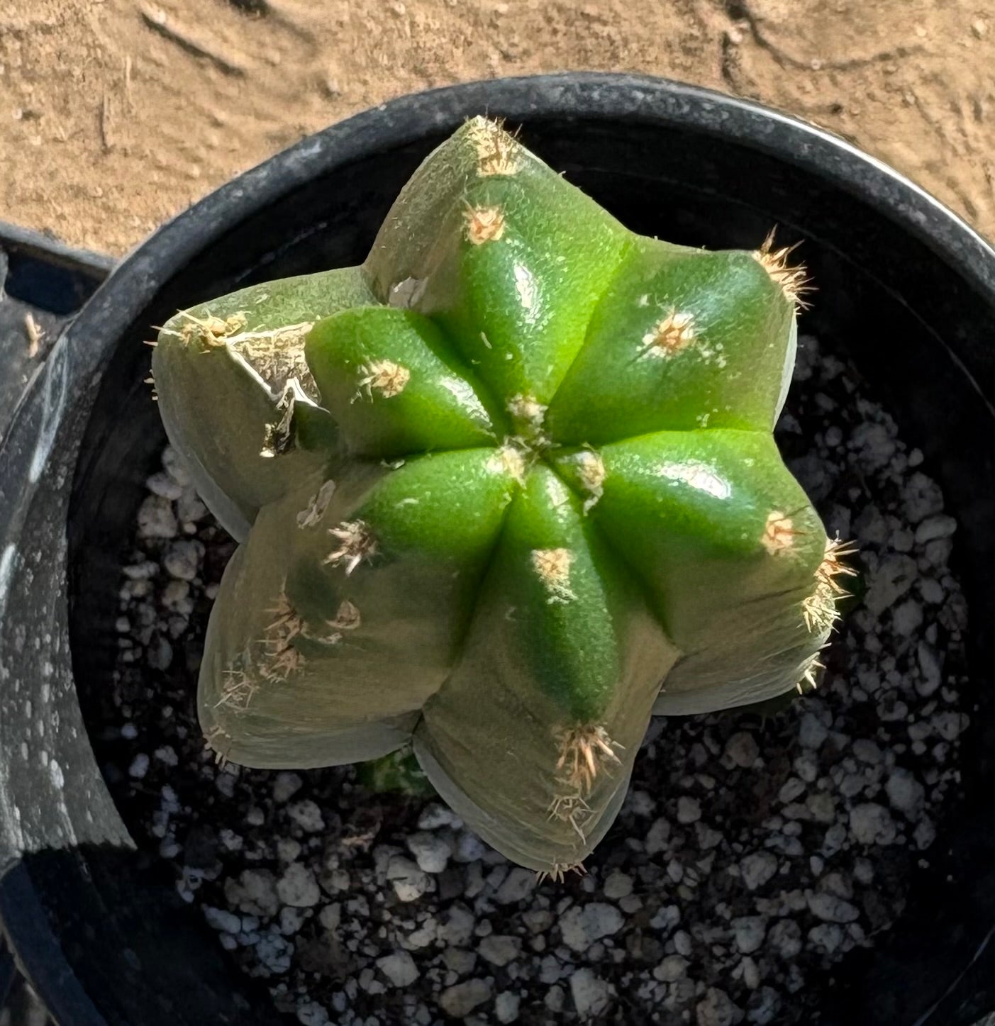 #EC161 EXACT Trichocereus Pachanoi Vilcabamba C X Pachanoi Crown Cactus 10.5”-Cactus - Large - Exact-The Succulent Source