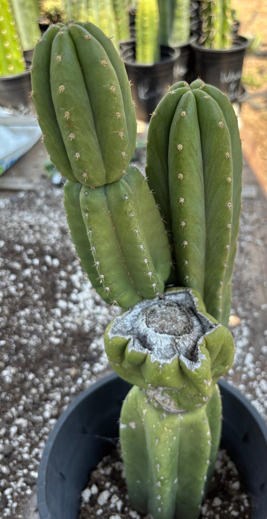 #EC161 EXACT Trichocereus Pachanoi YOGI Cactus 16”-Cactus - Large - Exact-The Succulent Source