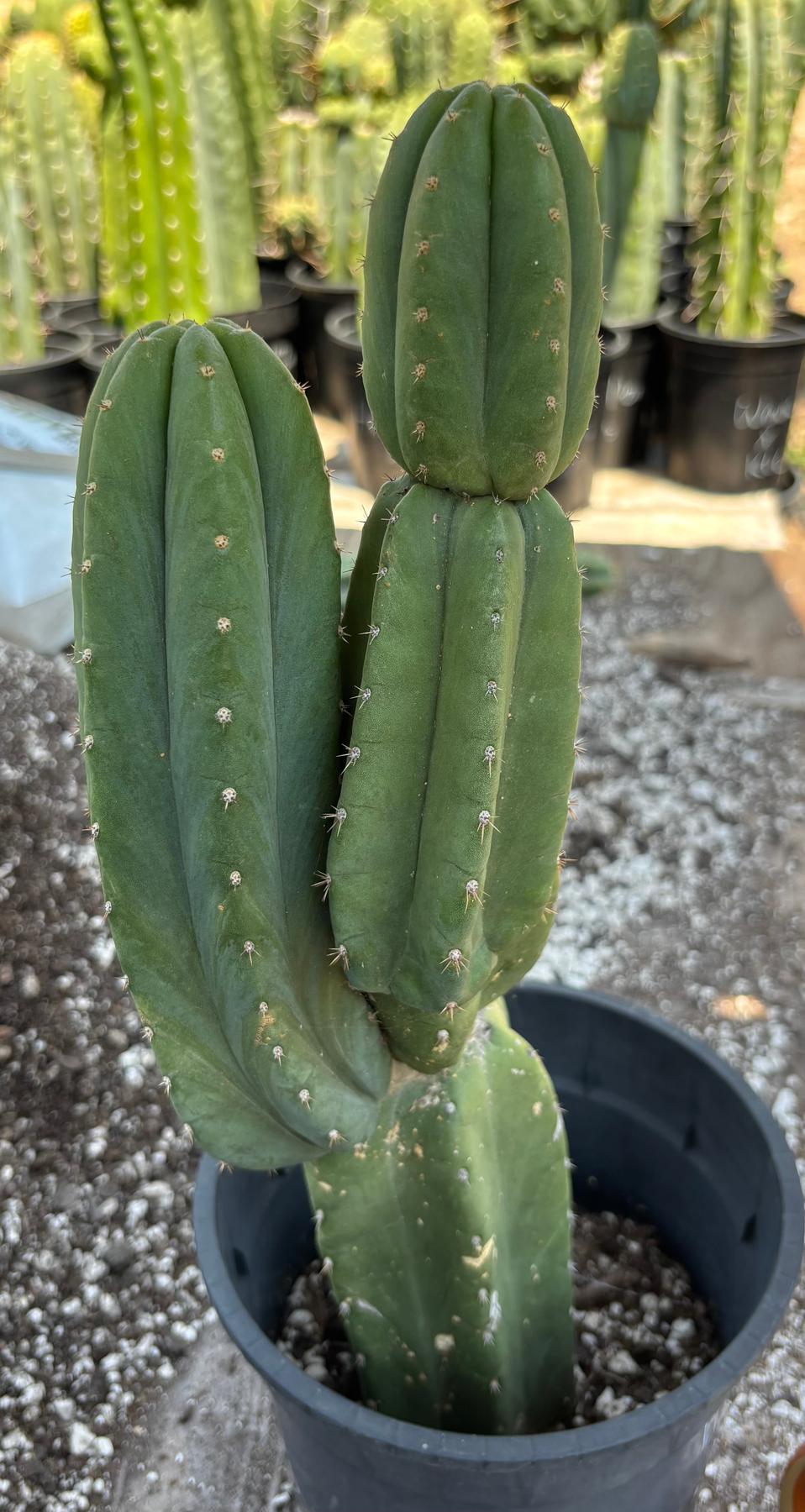 #EC161 EXACT Trichocereus Pachanoi YOGI Cactus 16”-Cactus - Large - Exact-The Succulent Source