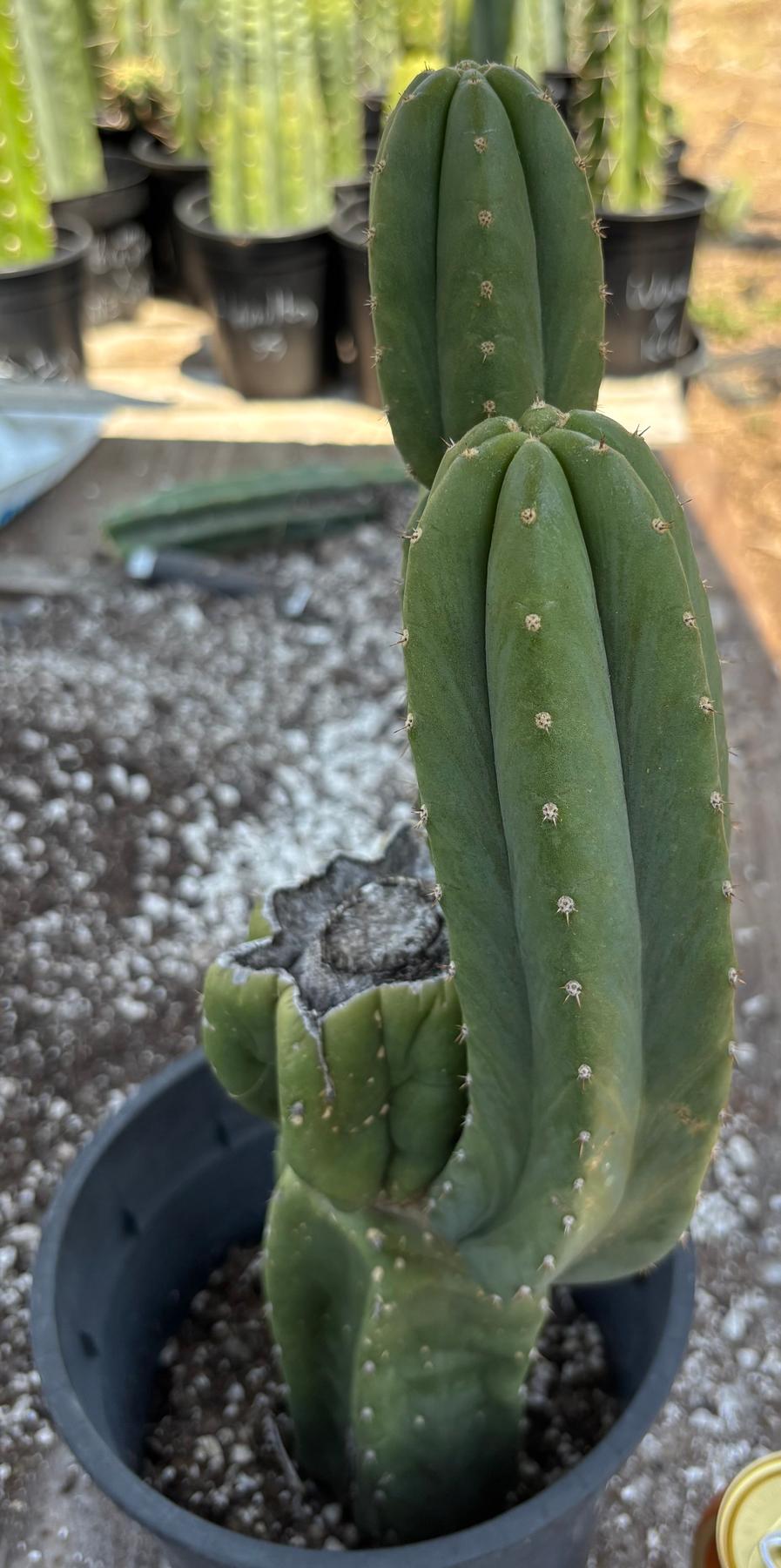#EC161 EXACT Trichocereus Pachanoi YOGI Cactus 16”-Cactus - Large - Exact-The Succulent Source