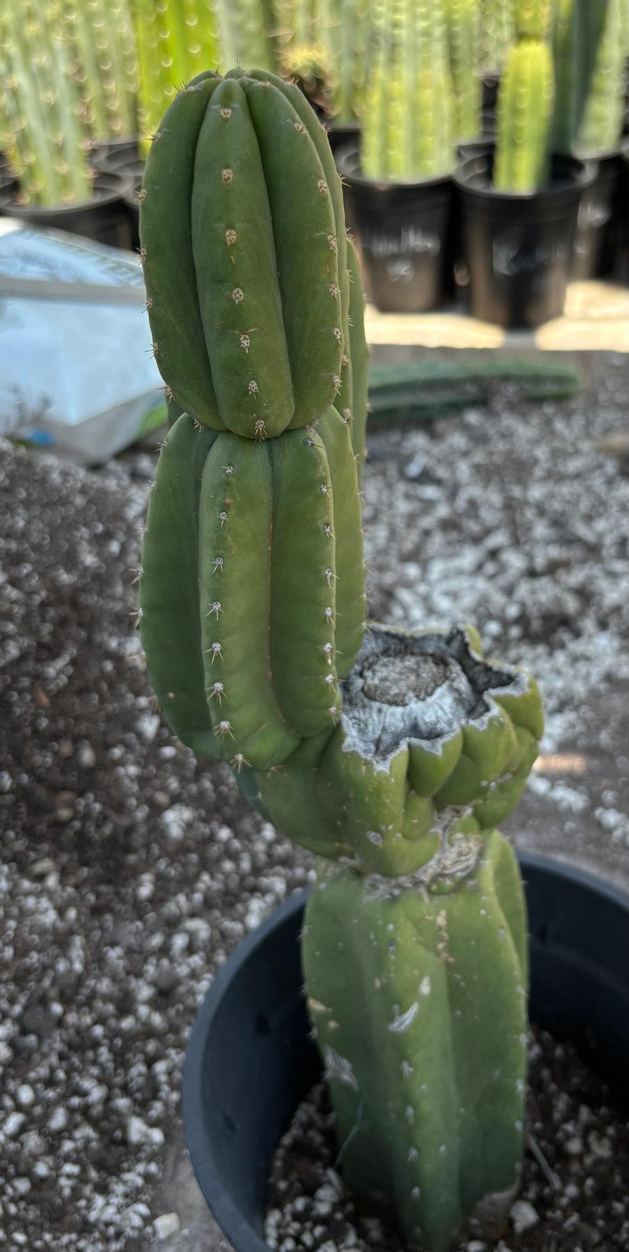 #EC161 EXACT Trichocereus Pachanoi YOGI Cactus 16”-Cactus - Large - Exact-The Succulent Source