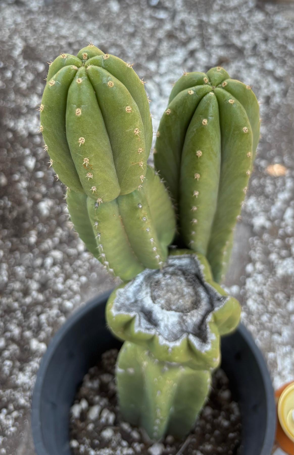 #EC161 EXACT Trichocereus Pachanoi YOGI Cactus 16”-Cactus - Large - Exact-The Succulent Source