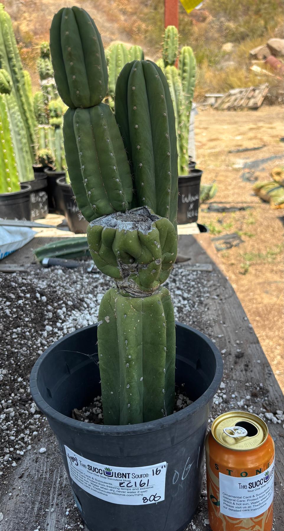 #EC161 EXACT Trichocereus Pachanoi YOGI Cactus 16”-Cactus - Large - Exact-The Succulent Source