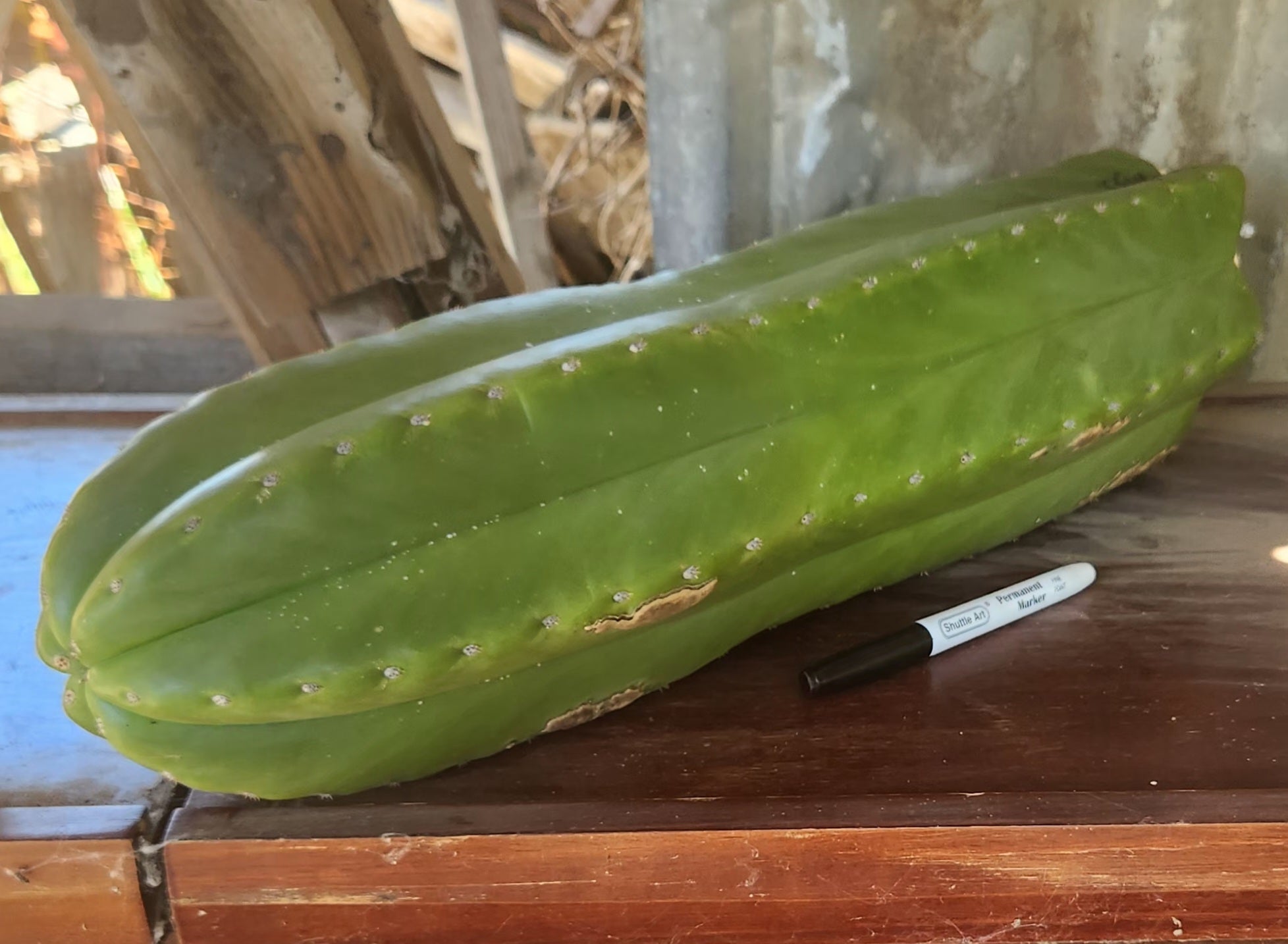 #EC162 EXACT Trichocereus GIANT Hybrid Pachanoi Goliath X MSS Scopulicola Cactus Cutting 18-Cactus - Large - Exact-The Succulent Source