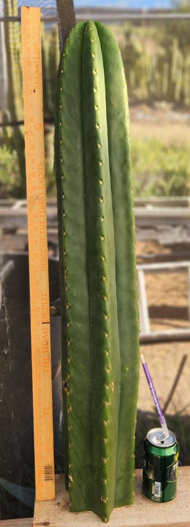 #EC162 EXACT Trichocereus GIANT Hybrid Pachanoi Goliath X MSS Scopulicola Cactus Cutting 34.5