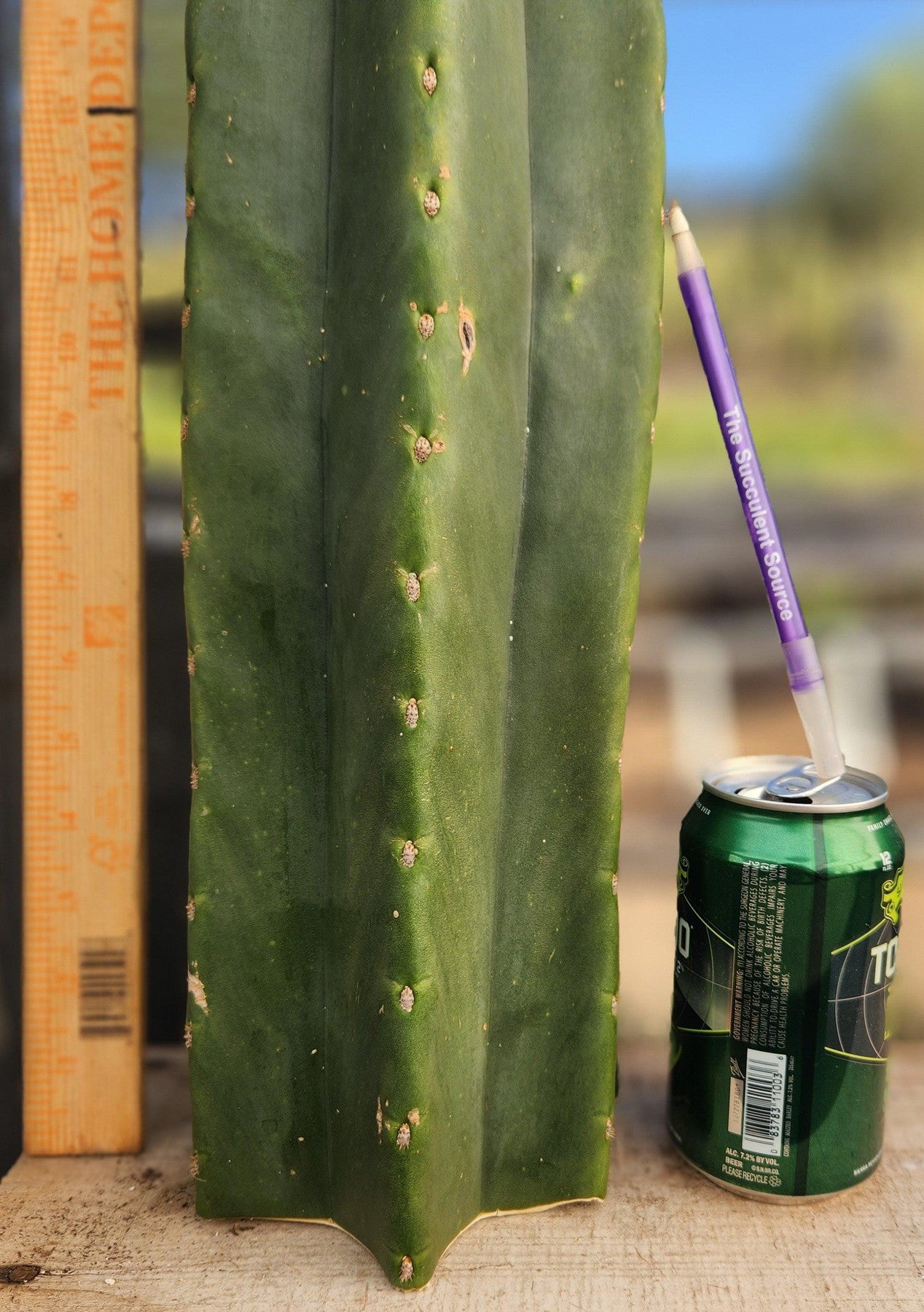 #EC162 EXACT Trichocereus GIANT Hybrid Pachanoi Goliath X MSS Scopulicola Cactus Cutting 34.5-Cactus - Large - Exact-The Succulent Source