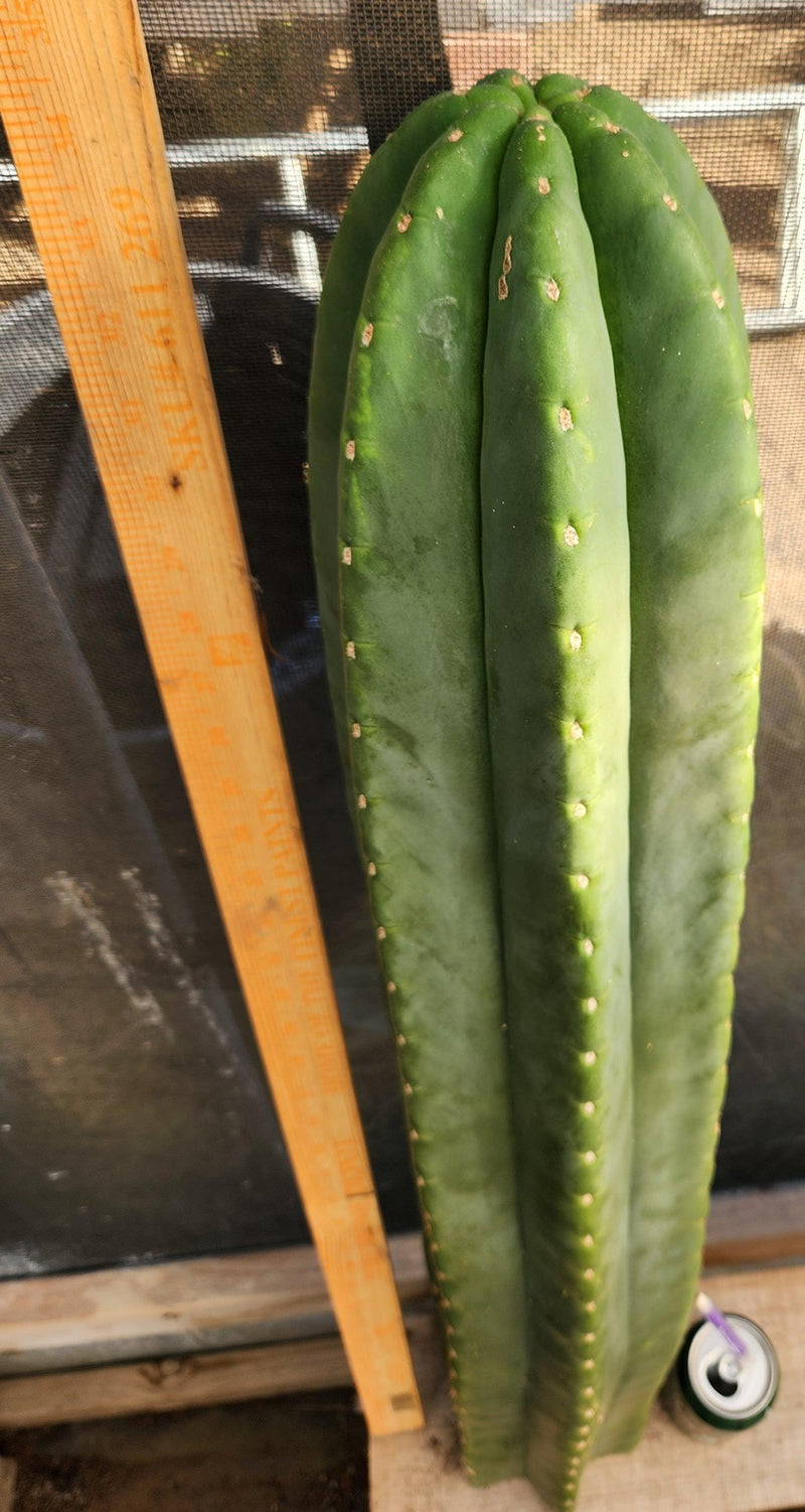 #EC162 EXACT Trichocereus GIANT Hybrid Pachanoi Goliath X MSS Scopulicola Cactus Cutting 34.5