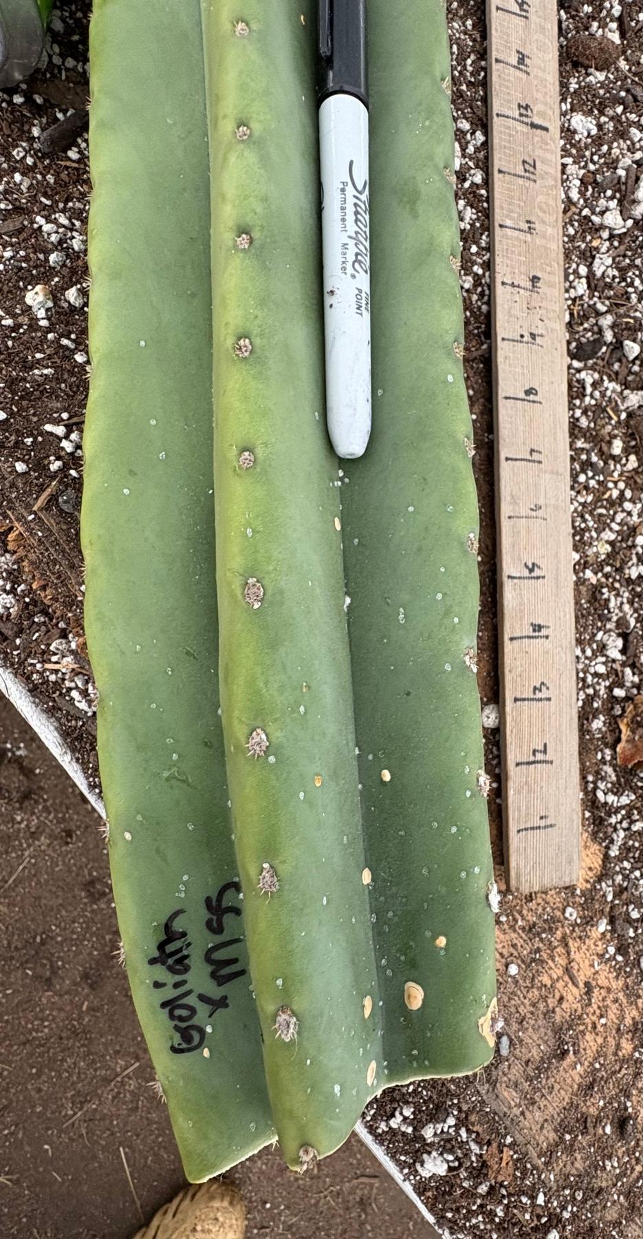 #EC162 EXACT Trichocereus Hybrid Pachanoi Goliath X MSS Scopulicola Cactus Cuttings-Cactus - Large - Exact-The Succulent Source