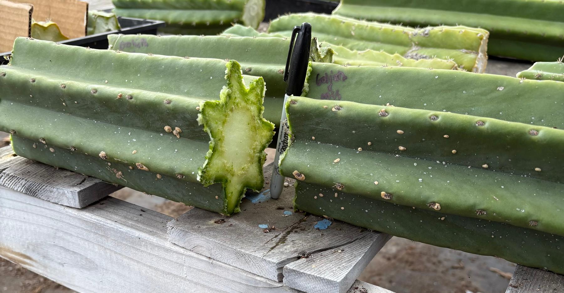 #EC162 EXACT Trichocereus Hybrid Pachanoi Goliath X MSS Scopulicola Cactus Cuttings-Cactus - Large - Exact-The Succulent Source