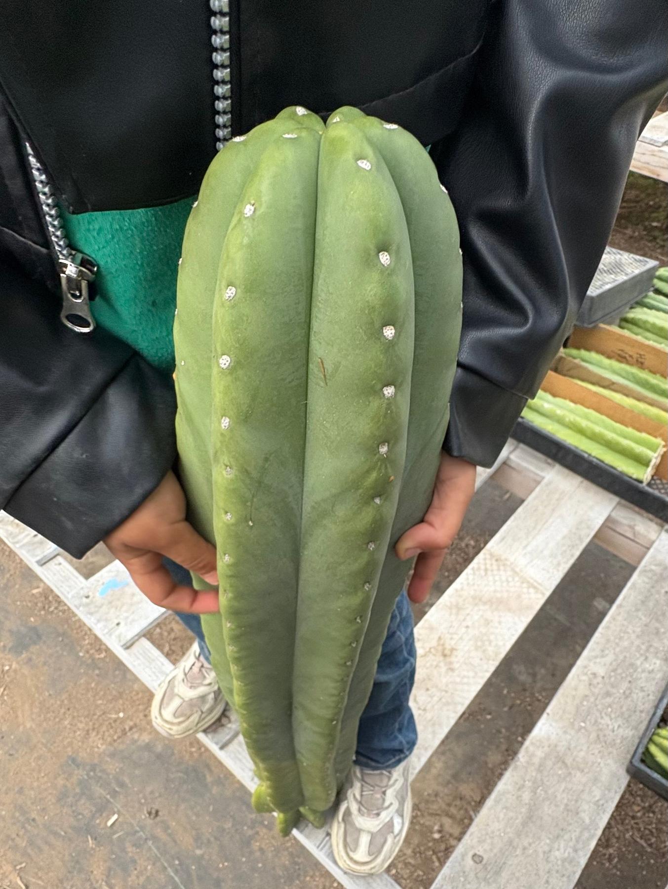 #EC162 EXACT Trichocereus Hybrid Pachanoi Goliath X MSS Scopulicola Cactus Cuttings-Cactus - Large - Exact-The Succulent Source