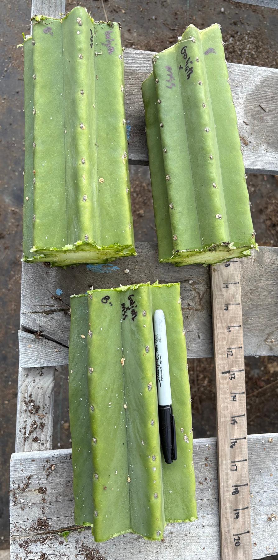 #EC162 EXACT Trichocereus Hybrid Pachanoi Goliath X MSS Scopulicola Cactus Cuttings-Cactus - Large - Exact-The Succulent Source