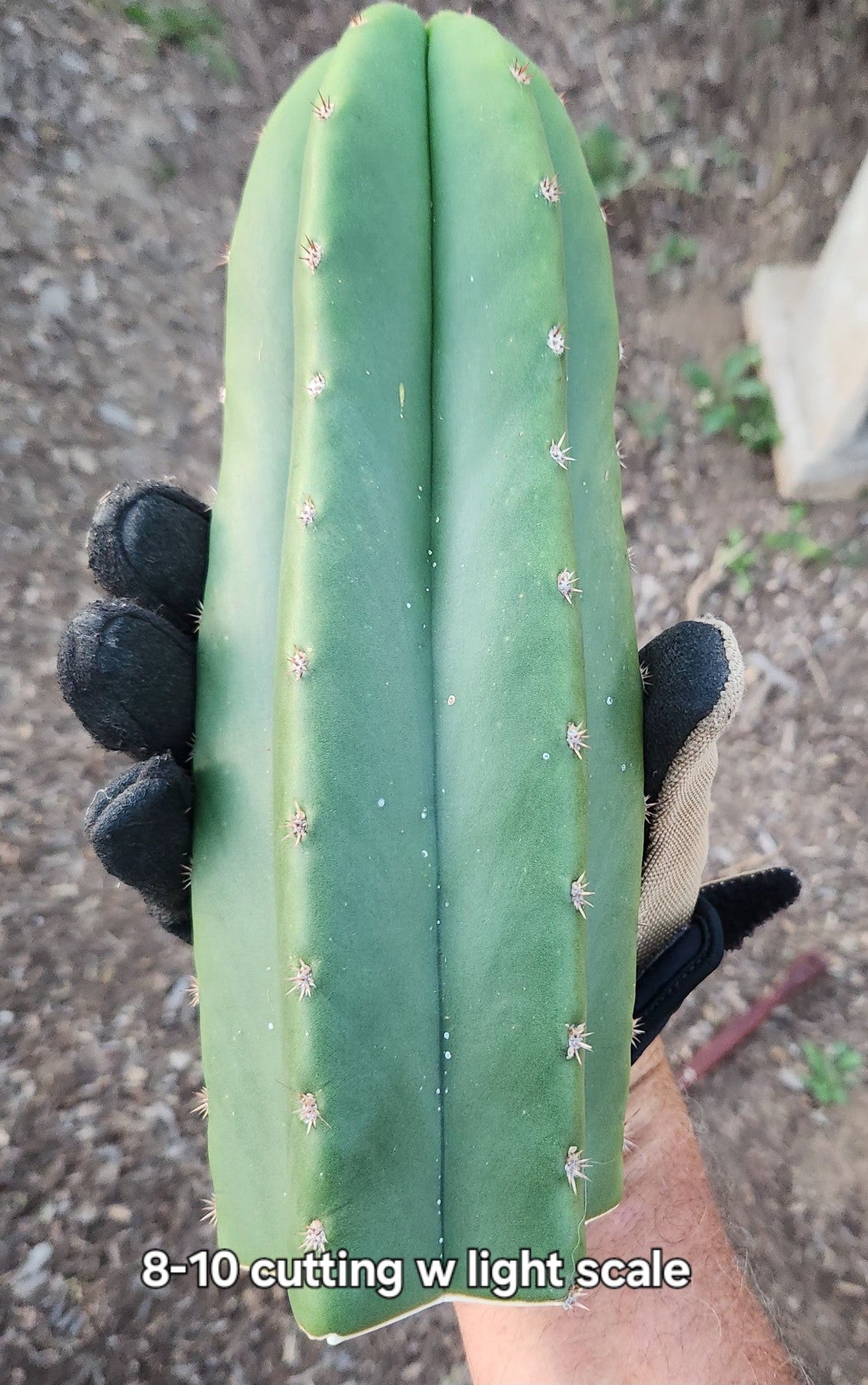 #EC162 EXACT Trichocereus Hybrid Pachanoi Goliath X MSS Scopulicola Cactus Cuttings-Cactus - Large - Exact-The Succulent Source