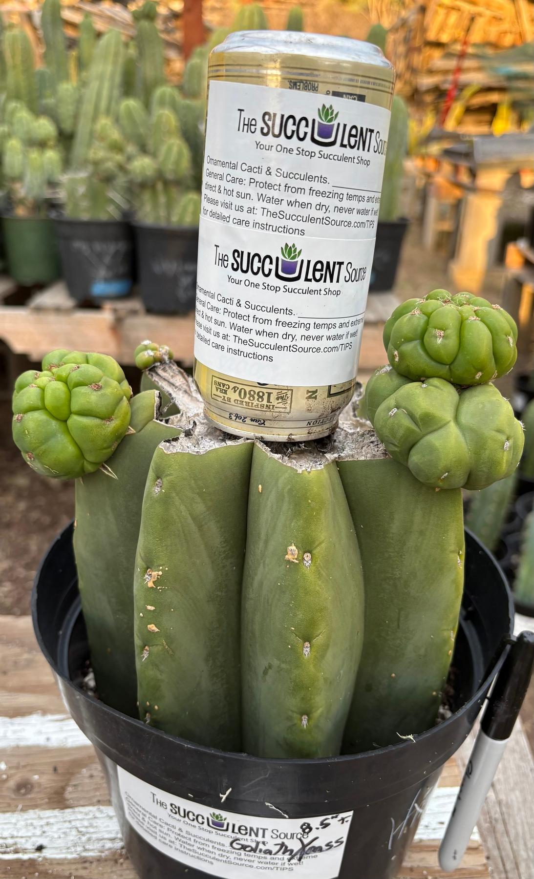 EC162 EXACT Trichocereus Hybrid Pachanoi Goliath X MSS Scopulicola