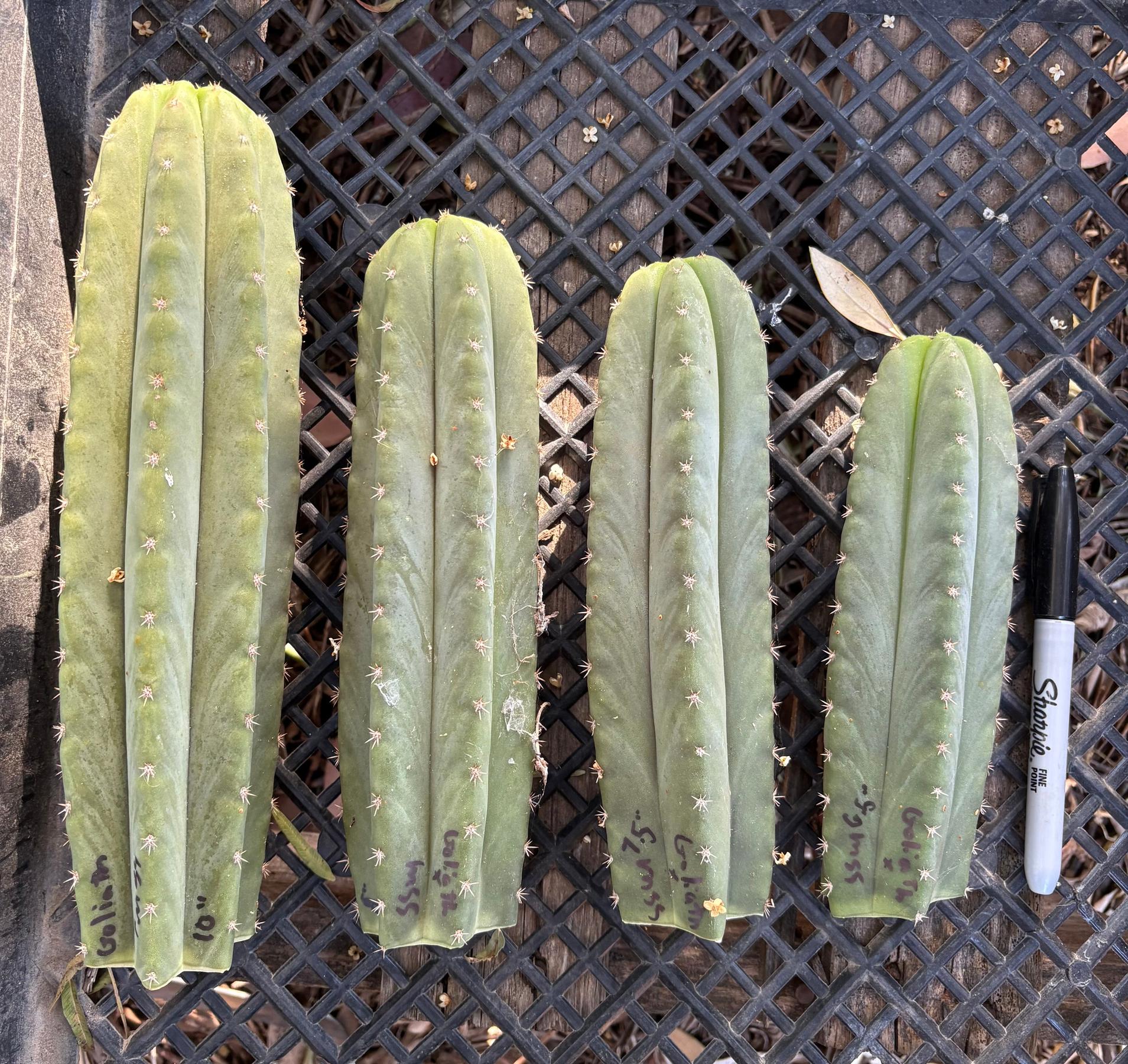 #EC162 EXACT Trichocereus Hybrid Pachanoi Goliath X MSS Scopulicola Cactus Cuttings and Potted-Cactus - Large - Exact-The Succulent Source