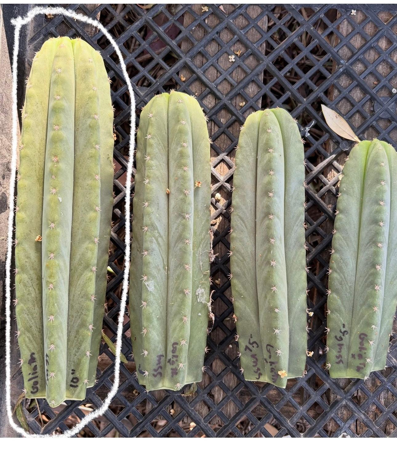 #EC162 EXACT Trichocereus Hybrid Pachanoi Goliath X MSS Scopulicola Cactus Cuttings and Potted-Cactus - Large - Exact-The Succulent Source