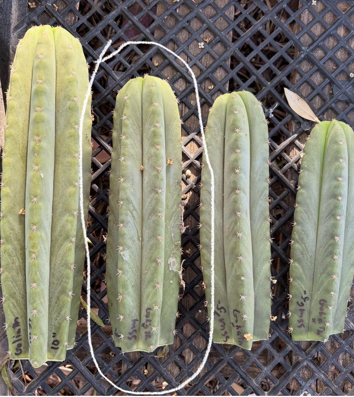 #EC162 EXACT Trichocereus Hybrid Pachanoi Goliath X MSS Scopulicola Cactus Cuttings and Potted-Cactus - Large - Exact-The Succulent Source