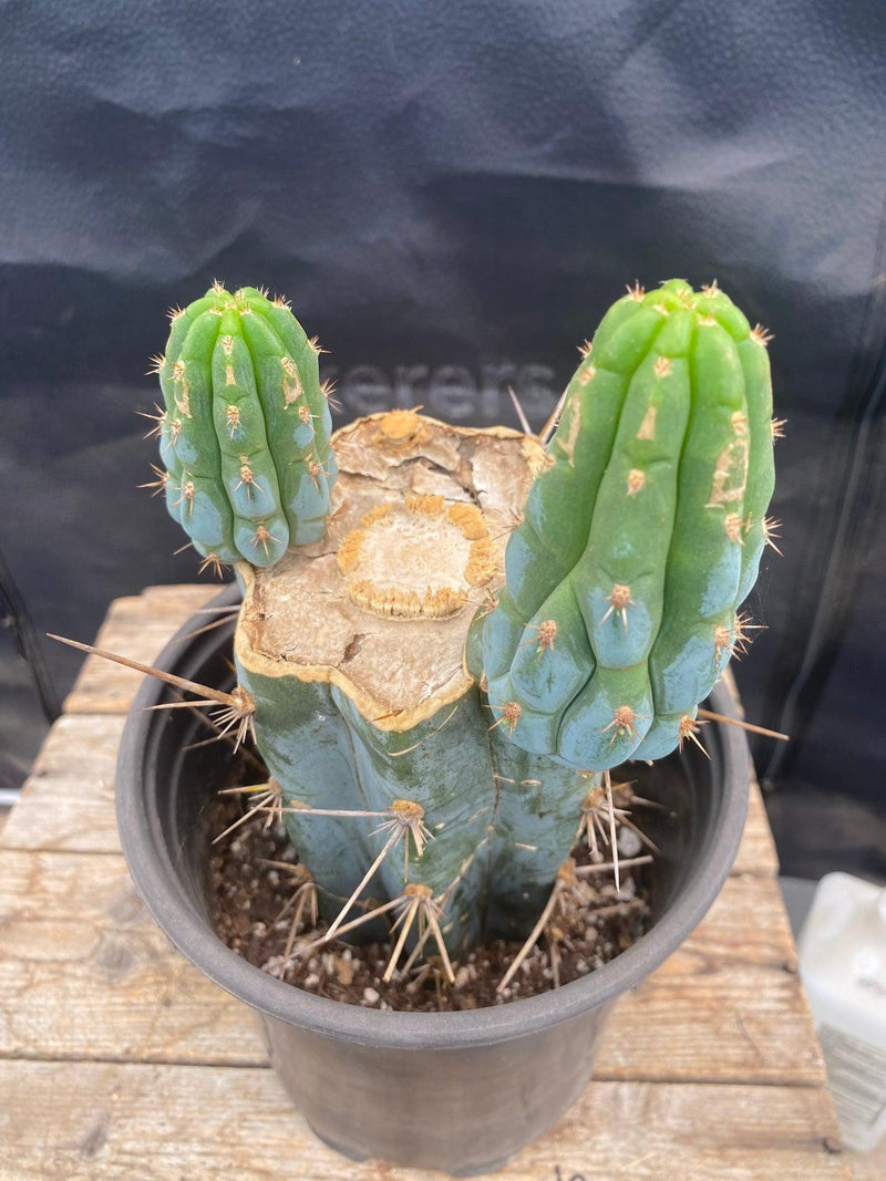 #EC164 EXACT Trichocereus Ornamental Cactus 8"