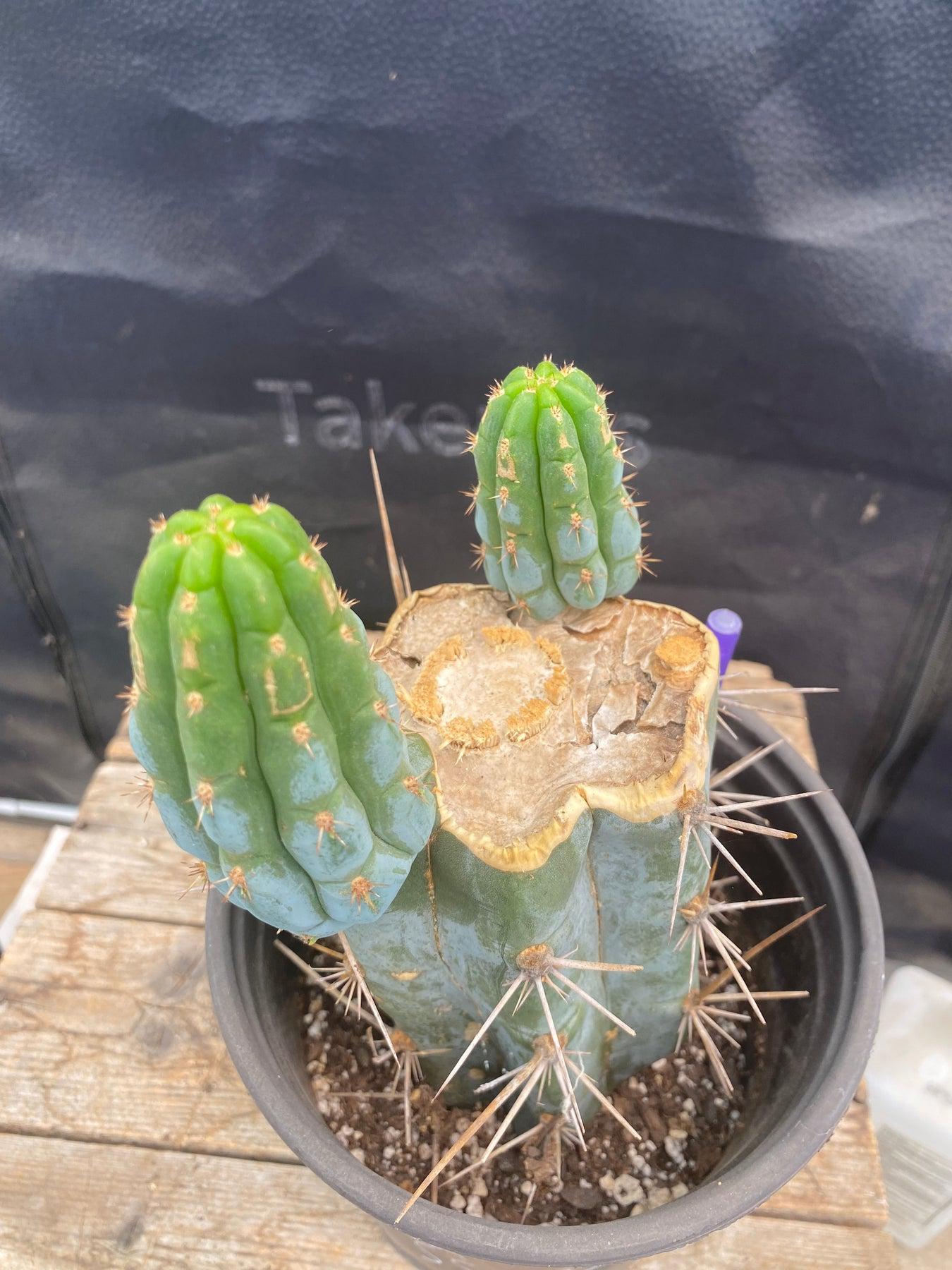 #EC164 EXACT Trichocereus Ornamental Cactus 8"-Cactus - Large - Exact-The Succulent Source