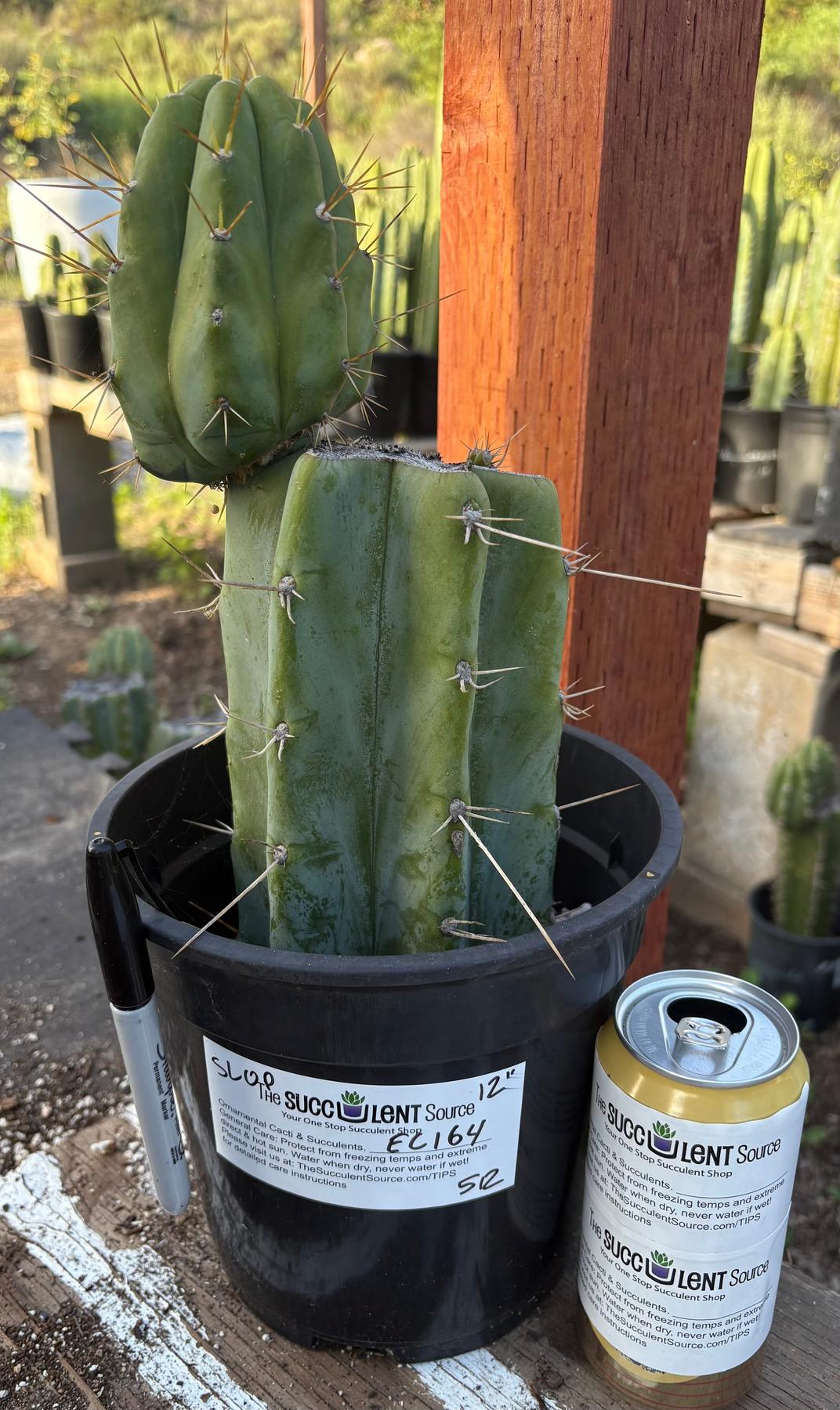 #EC164 EXACT Trichocereus SLOP Cactus 12”-Cactus - Large - Exact-The Succulent Source