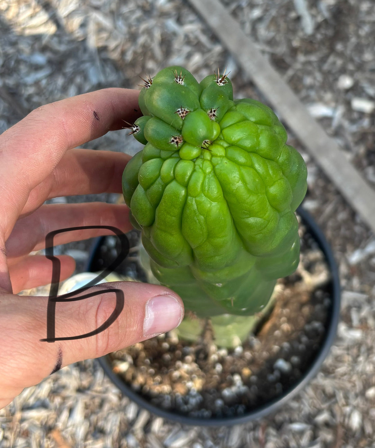 #EC165 EXACT Trichocereus Pachanoi Monstrose TPM Cactus-Cactus - Large - Exact-The Succulent Source