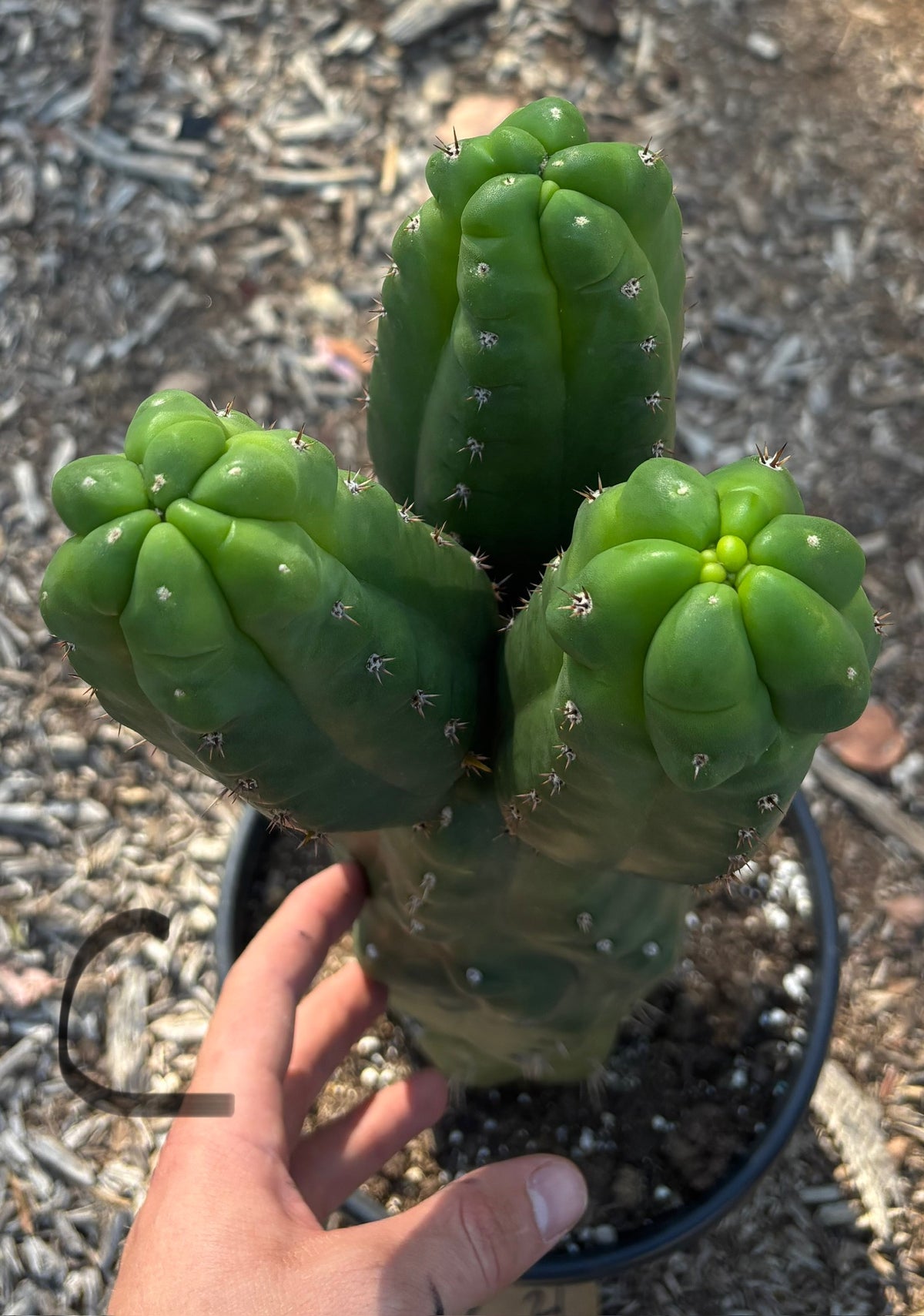#EC165 EXACT Trichocereus Pachanoi Monstrose TPM Cactus-Cactus - Large - Exact-The Succulent Source