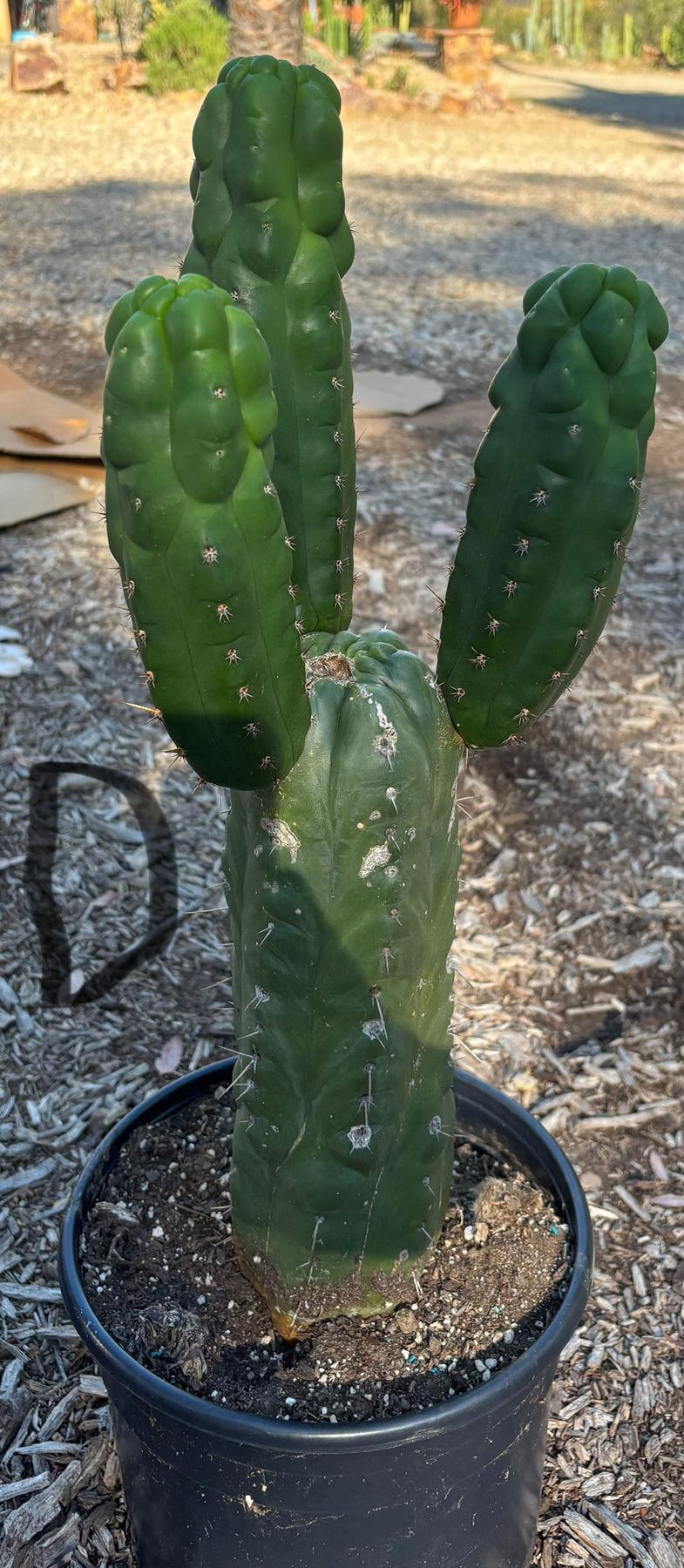 #EC165 EXACT Trichocereus Pachanoi Monstrose TPM Cactus-Cactus - Large - Exact-The Succulent Source